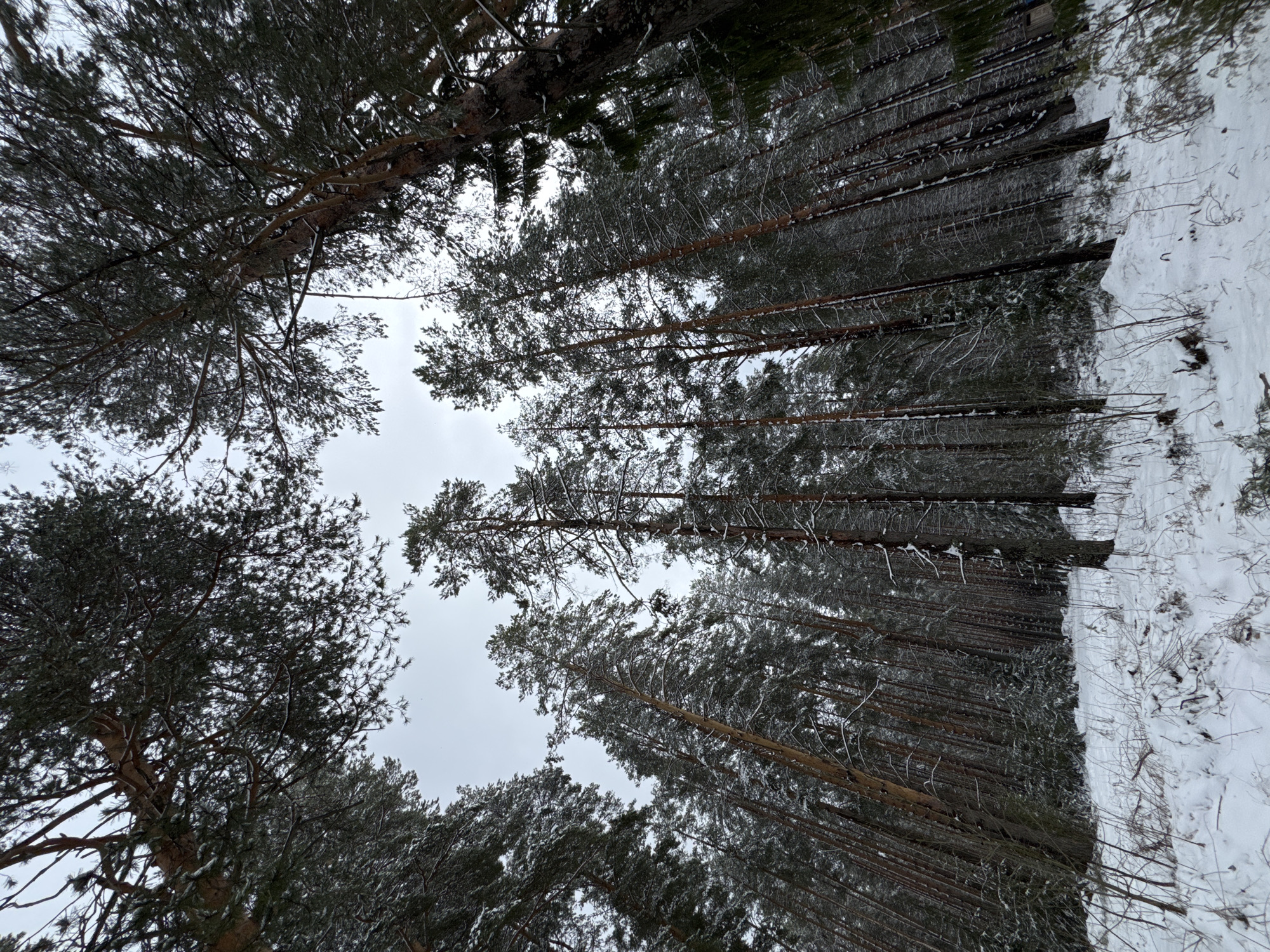 The image depicts a winter scene in a forest, likely in or near Chaikovsky, Russia. Tall pine trees, dusted with snow, reach towards a gray, overcast sky. The viewpoint is looking upwards into the canopy. The forest floor is covered in snow. The scene suggests a cold, quiet environment. There are no people visible in the image.