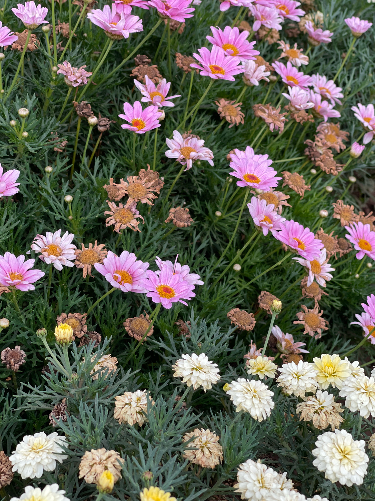 The image depicts a close-up view of a garden filled with pink and white daisy-like flowers and dry, brown, withered flower heads. The foliage is a deep green and feathery. Some of the flowers are in full bloom, with delicate pink petals and yellow centers, while others are partially opened or appear faded. The ground is covered with lush green leaves and stems. There are no people visible in the image, and no specific actions or interactions are captured. The environment appears to be an outdoor setting, likely a garden or park. The provided location context of Tataraskaya Kargala, Russia, suggests this is a scene from that area.