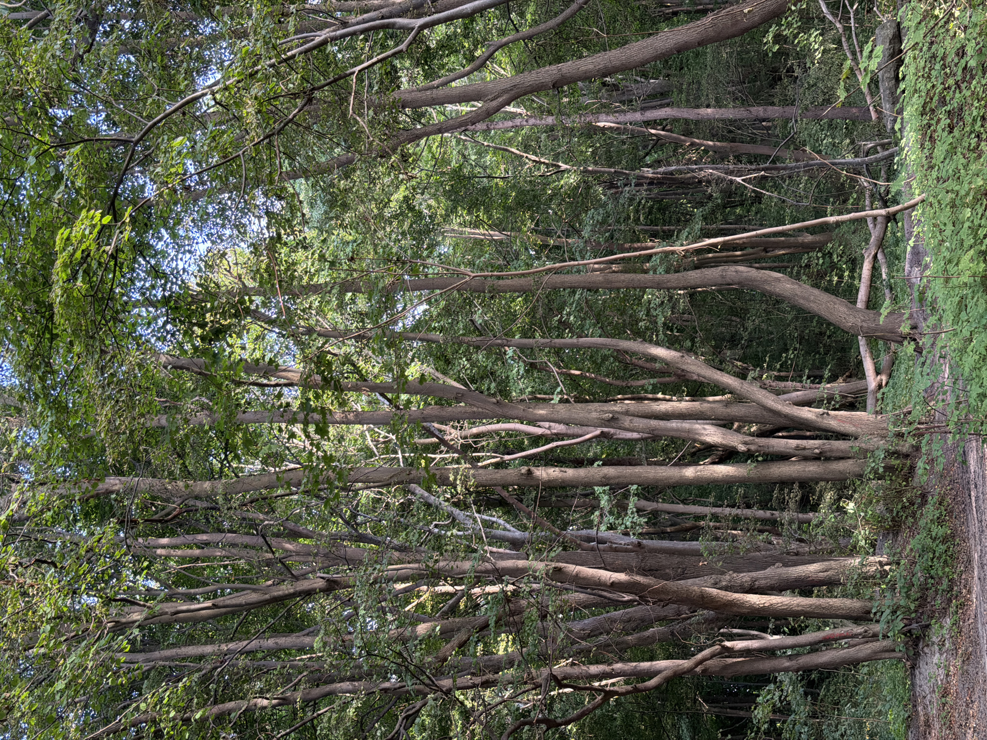 The image depicts a dense forest with numerous tall, slender trees, their trunks varying in thickness and shade of brown and grey. The canopy is lush with green leaves, allowing dappled sunlight to filter through, creating a play of light and shadow on the forest floor. The ground is covered with a mixture of dry leaves, soil, and sparse green undergrowth. Fallen branches and logs are visible, some lying horizontally across the path and others partially covered by vegetation. The overall impression is of a natural, uncultivated wooded area. There are no people or animals visible in the image. The scene appears to be a quiet, natural setting, possibly a park or a less-trafficked woodland area.