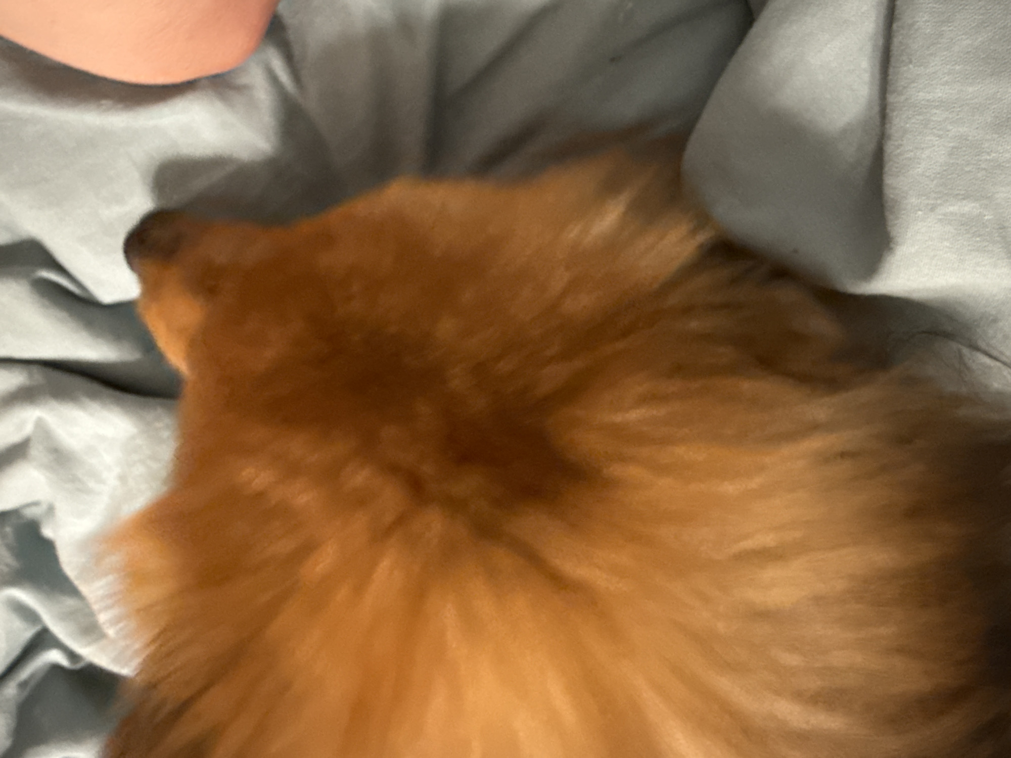 The image shows a close-up of a dog resting on a light blue bedsheet. The dog's fur is primarily golden-brown with darker patches, possibly indicating a multi-colored breed. A small portion of a human arm or leg is visible in the upper left corner of the image, suggesting someone is near the dog. The bedsheet is wrinkled and slightly out of focus. The location in the city of Khimki, Russia is not discernible from the image.