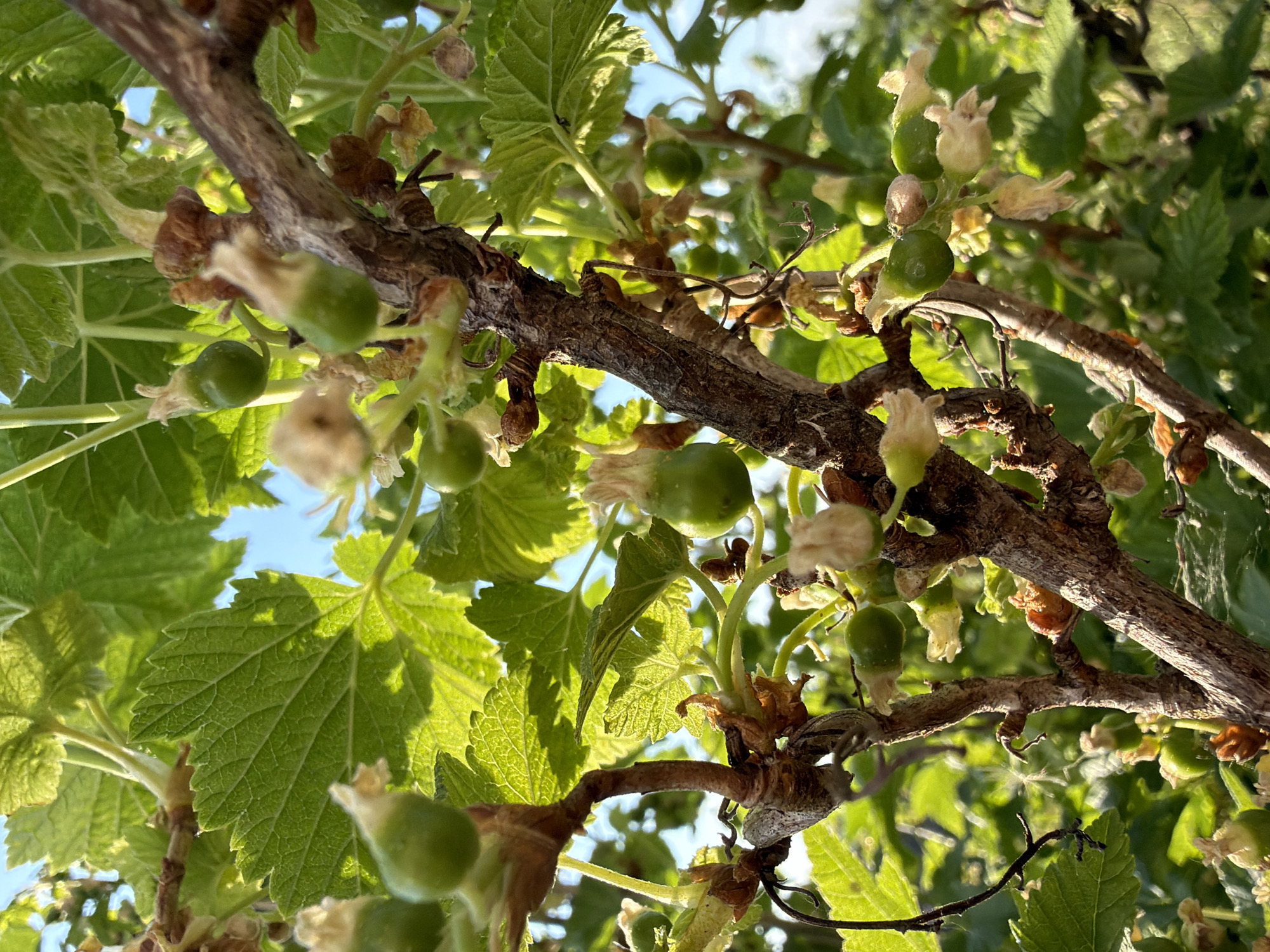 The image depicts a close-up view of a branch from a currant bush, showing unripe green currants, leaves, and spent blossoms. The scene is illuminated by sunlight from below. The location, Bolsheustyikinskoye, Russia, is not directly ascertainable from the image itself, but is based on provided context.