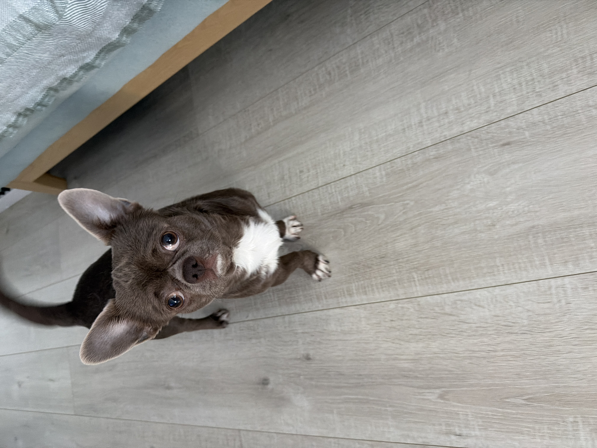 An interior scene located in Votkinsk, Russia, depicts a single subject: a small, short-haired dog identified as a chocolate-brown Chihuahua. The dog features a white blaze on its chest extending to its front paws. Its large, erect ears are prominent, and its dark, wide-set eyes are directed upwards, engaging the camera lens. The dog stands on all four paws on a light-toned, wide-plank wooden or laminate floor. Its tail is visible, curved over its back. In the upper right quadrant of the frame, a segment of light-colored wooden furniture with a light blue, textured fabric covering is partially visible, consistent with a bed or sofa. No human subjects are present.
