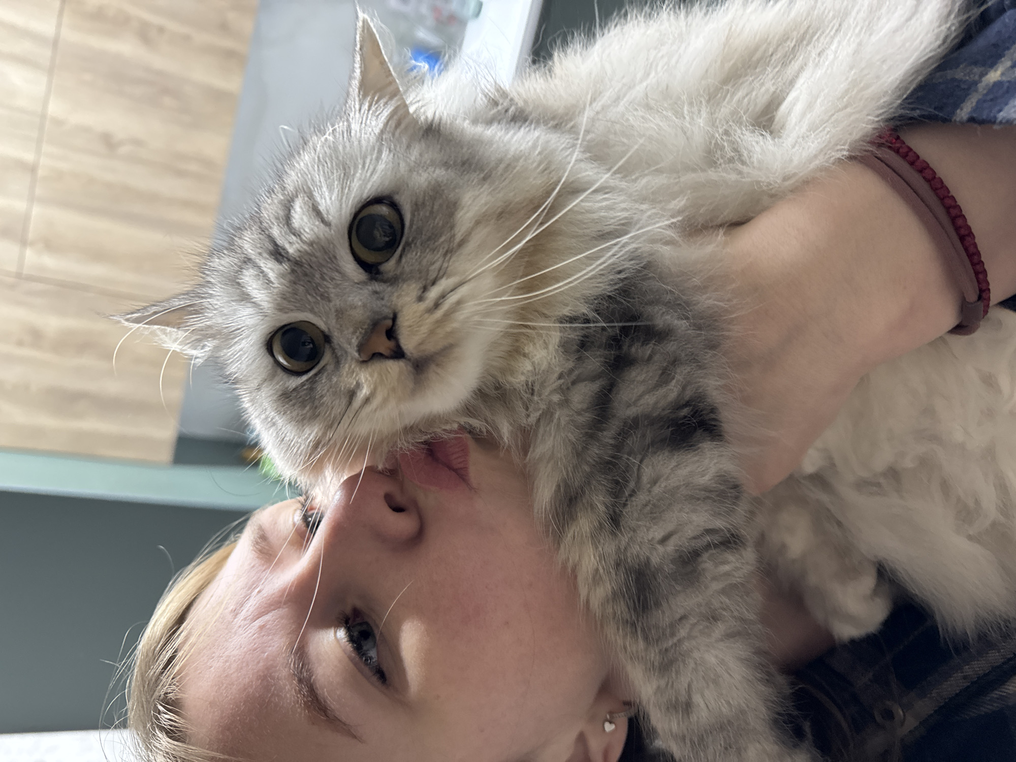 The image captures a close-up, rotated view of a person holding a fluffy cat in an intimate moment indoors. The subject dominating the left side of the frame is a cat with striking gray and white long fur, featuring distinct tabby-like markings on its face and legs. Its large, dark eyes are wide open and focused directly on the viewer, with long, prominent white whiskers fanning out from its muzzle.
On the right side of the frame, partially obscured by the cat's fur, is the face of a person, likely a young woman or girl. Her blonde hair is visible, and her fair skin shows subtle blushes. Her blue eye is open, and her lips are gently pursed in a puckering gesture, suggesting she is kissing or nuzzling the cat. She is wearing a plaid garment, and on her visible wrist, a red braided bracelet and a lighter hair tie or bracelet can be seen. A small, silver heart-shaped earring adorns her earlobe.
The background is softly blurred but indicates an indoor setting, possibly a home. Elements like light-colored wooden floorboards and a muted teal or gray wall are faintly visible. The natural lighting suggests the picture was taken during the daytime. The scene conveys a strong sense of affection and bonding between the human and the feline. There is no visible text in the image. This moment took place in Gornyi (Dvurechenskoe S/P), Russia.