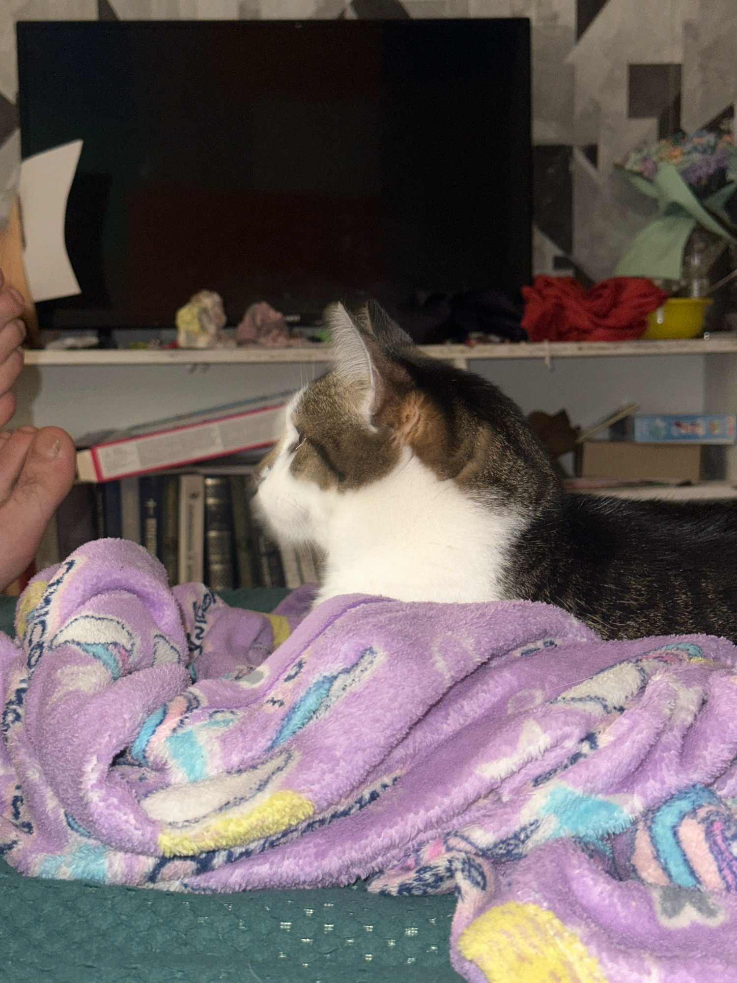 The image depicts a domestic indoor scene. In the foreground, a cat with white and brown fur lies on a purple blanket with a cartoonish print. To the left, a person's bare feet are visible, with toes pointing towards the top of the frame. Behind the cat, a shelf holds various items, including books, a red fabric, a yellow bowl, and some scattered objects. A black television screen is mounted on the wall above the shelf. The background wallpaper has a geometric pattern. The lighting appears to be artificial and dim.