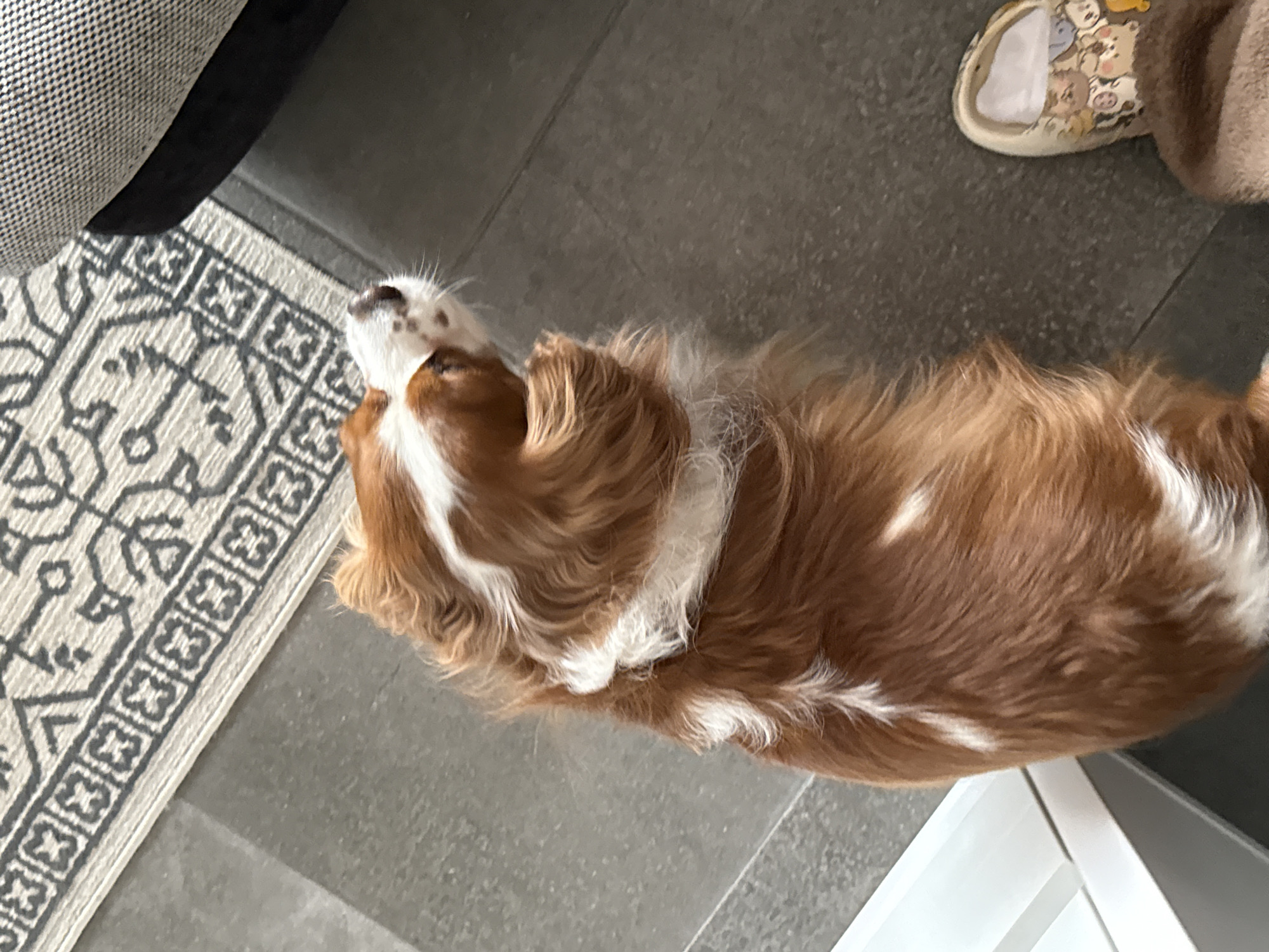 An indoor, high-angle shot captured in Sofia, Bulgaria, features a tan and white dog, likely a Cavalier King Charles Spaniel, looking upwards. The dog's long, wavy fur is predominantly golden-brown with distinct white markings on its head, chest, and along its body. Its head is tilted back, and its snout is pointed towards an unseen object or person above.
The scene is composed of several elements. In the upper left, a portion of a sofa or chair covered in a dark, textured fabric is visible. Adjacent to it, a light-colored rug with a geometric dark grey pattern covers part of the floor. The rest of the visible floor is made of dark grey tiles or concrete. In the upper right of the frame, a person's foot, clad in a cream-colored slipper adorned with various cartoon animal characters (such as bears and lions), is partially visible, suggesting the presence of an owner or companion. The lighting appears bright and uniform, indicating a daytime setting indoors. No discernible text is visible anywhere in the image. The dog's attentive gaze upwards suggests curiosity or anticipation.
