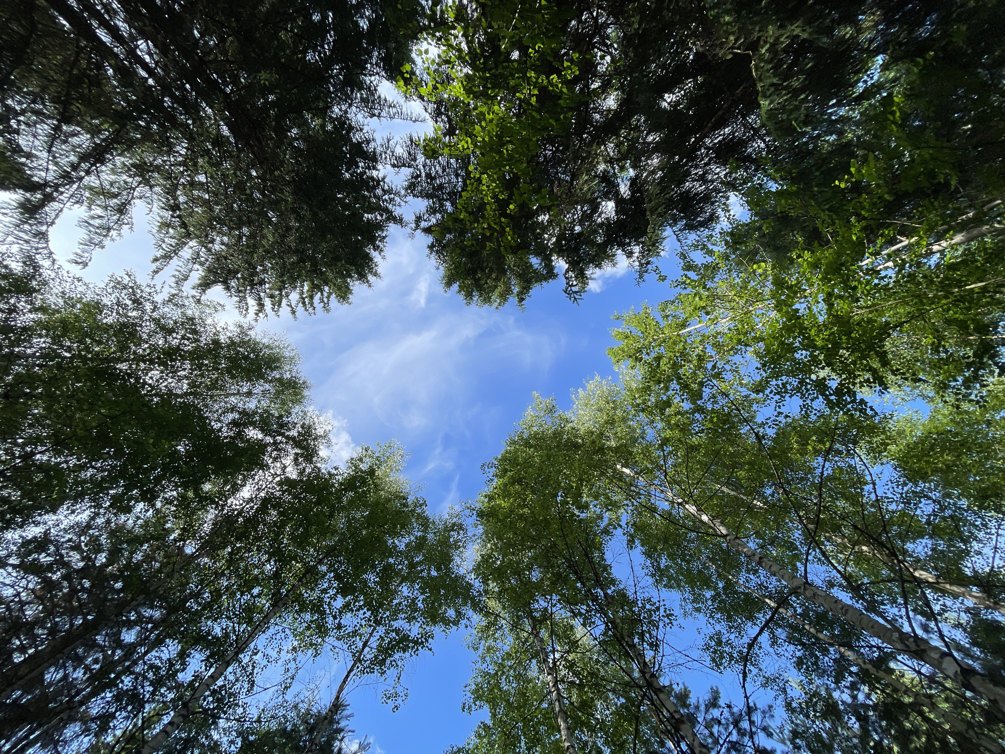 An upward-looking shot captures the canopy of a forest with a clear blue sky overhead. Various trees, including birch trees with their distinctive white bark and dark green conifers, frame a central opening in the sky. Wispy white clouds drift across the blue expanse. The sunlight filters through the leaves, creating dappled patterns. The image appears to be taken on a sunny day, likely in the summer or spring, given the lush green foliage. The location is specified as Korotikha, Russia.