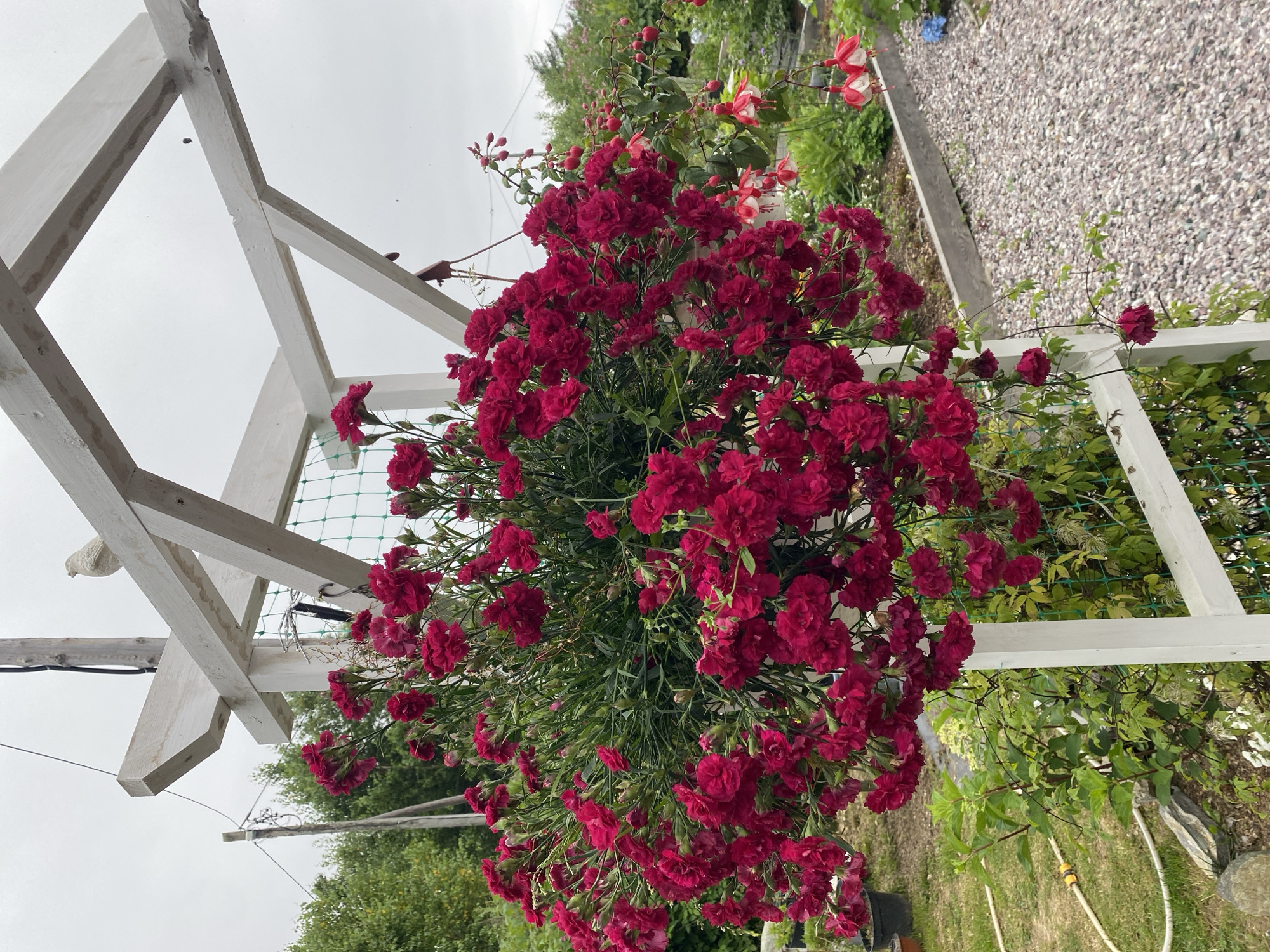 The image captures a close-up view of a hanging basket overflowing with vibrant red carnations. The basket is suspended from a white wooden pergola structure. The pergola has a rustic, weathered appearance. In the background, there's a garden setting with green foliage, a gravel path, and a partially visible wooden border. The sky is overcast. The scene appears to be outdoors, likely in a residential garden. The city of Tret'ya Pad', Russia is not visible or inferable from the image. There are no people or animals present in the frame.