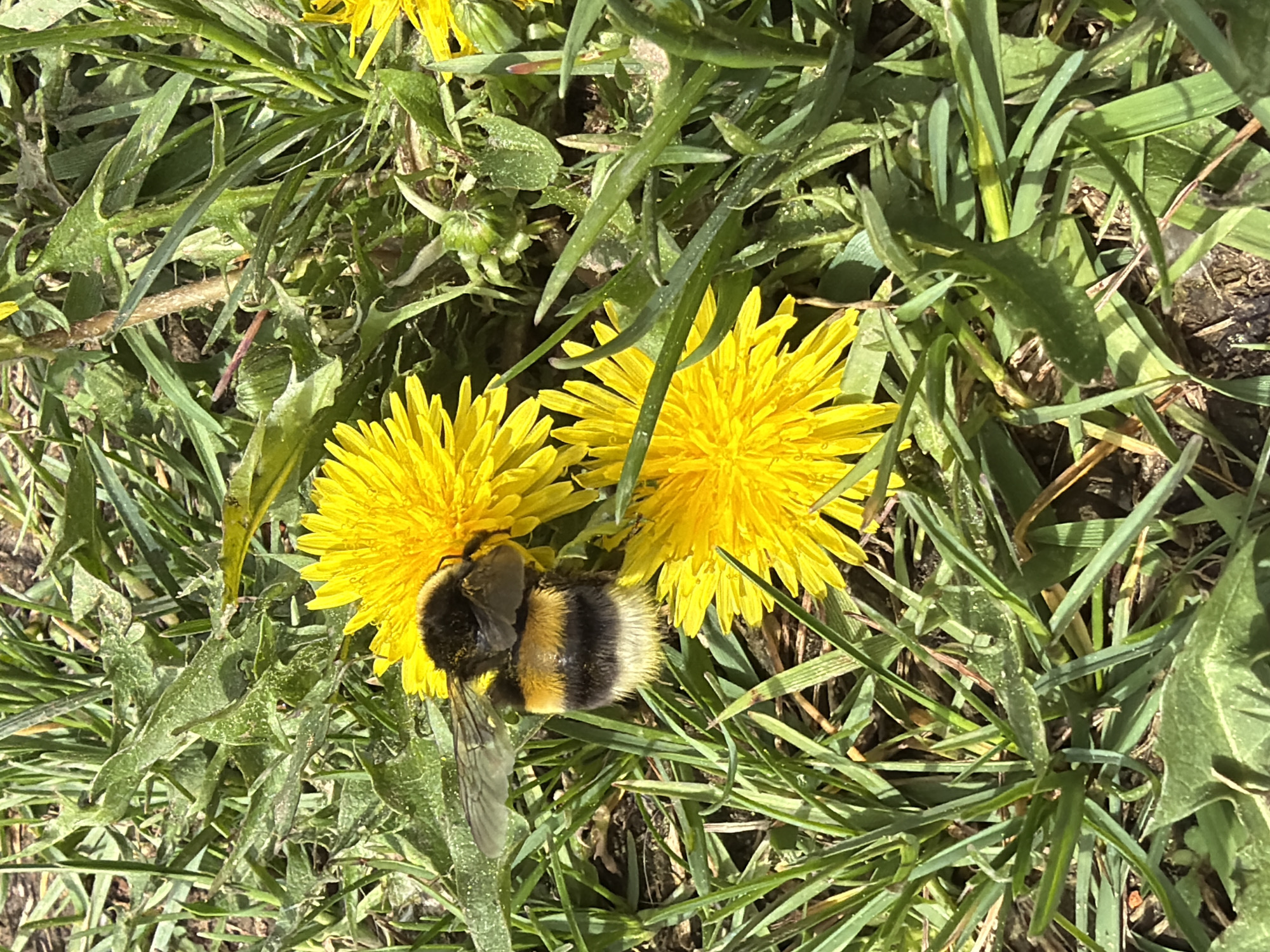 A bumblebee sits on a yellow dandelion in a patch of grass. Location: Уральское, Russia.