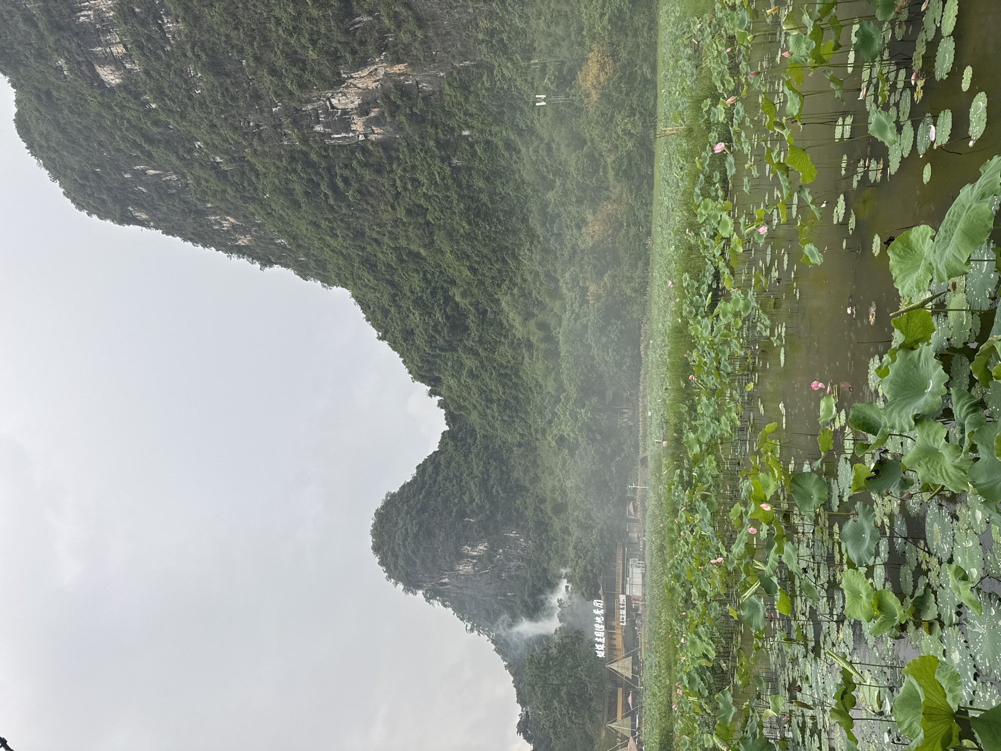 The image shows a body of water filled with lotus plants and flowers, set against a backdrop of mist-covered, green mountains. The scene appears to be in Guilin, China, based on the characteristic karst mountains in the background and the presence of what seems to be traditional Chinese architecture. Some buildings are visible near the base of the mountains and among the lotus plants. The sky is overcast, creating a diffused lighting throughout the scene. There are no people visible in the frame. The lotus leaves are mostly green, with some water droplets present. Several pink lotus flowers are seen blooming among the leaves.
