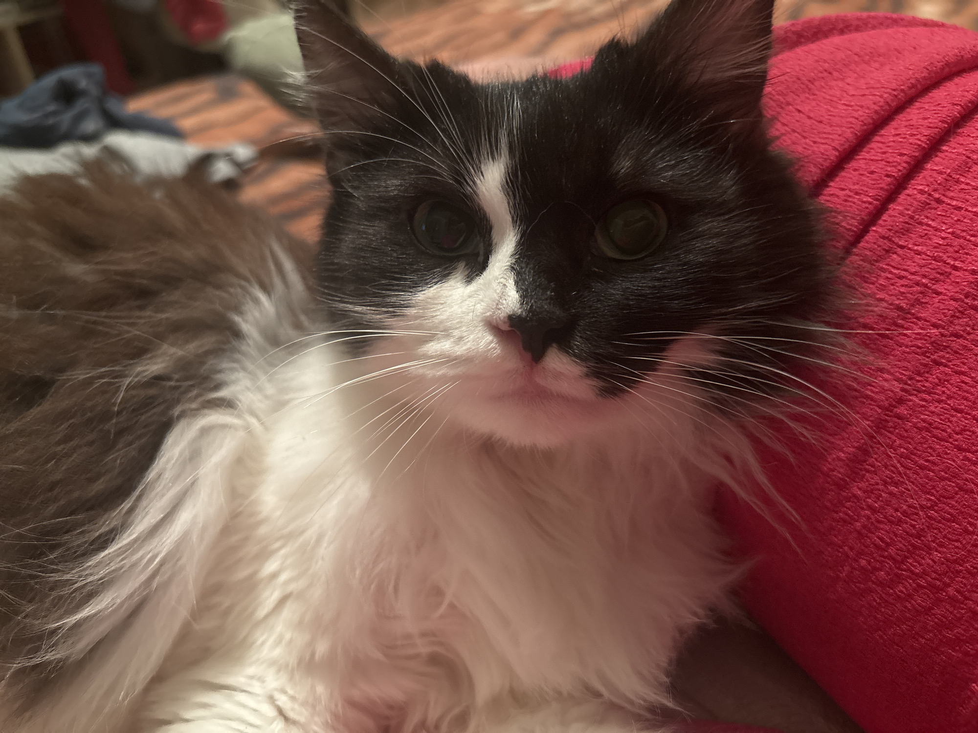 A long-haired, bi-color cat with black fur on its head and back, and white fur on its face (including a stripe between the eyes) and chest, is depicted in a close-up, frontal perspective. The cat's dark green eyes are open and directed forward, with large pupils. It is in a reclining position, partially supported by or resting against a textured, vibrant red fabric object, possibly a cushion or blanket, located to its right. The background to the left of the cat's body is out of focus, showing indistinct patterns in shades of orange and brown, with a blurred dark blue fabric item visible further back. The scene is located in the city of Dobrovnitsa, Bulgaria.