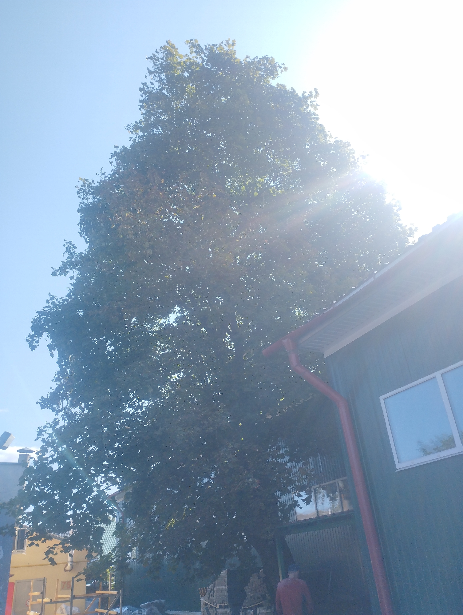 The image shows a large tree with green leaves against a bright blue sky, partially obscured by the sun. To the right, a building with a green wall and a white-framed window is visible. A red gutter system runs down the side of the building. In the lower part of the image, another building with a yellow facade and scaffolding can be seen. A person wearing a red shirt is walking away from the camera in the lower right corner. The scene appears to be an outdoor setting in a city, possibly Homyel, Belarus, based on the presence of urban structures and vegetation. The lighting suggests it is daytime, with strong sunlight causing lens flare.