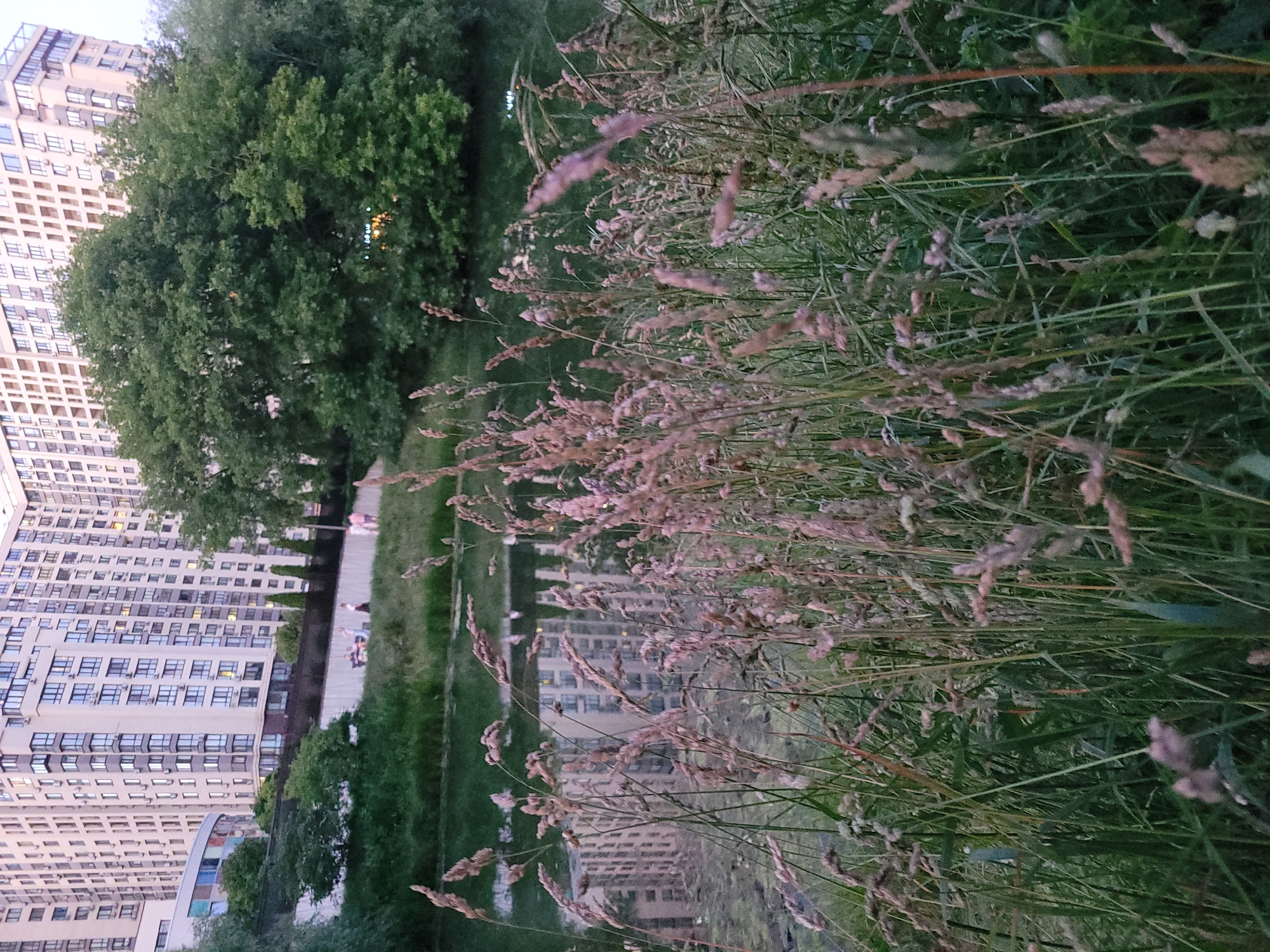 The image depicts an outdoor scene in Kyiv, Ukraine, likely during twilight or early evening, given the soft lighting. In the foreground, a dense collection of tall, light-colored grasses with delicate seed heads is prominent. The grasses are out of focus, creating a soft, blurred effect.
Behind the grasses, a wide, paved walkway is visible, with a few people walking and sitting on benches, suggesting a park or recreational area. To the left of the walkway, a large, modern, multi-story apartment building dominates the scene. Its facade is a pale color with numerous windows, indicating a residential area. Further left and behind this building, a large, dense green tree stands, providing a contrast to the urban architecture.
The reflection of the apartment building and the sky can be seen in a body of water adjacent to the walkway, though the water itself is not clearly defined. The overall atmosphere appears peaceful and calm, with people enjoying the evening in a green urban space. There is no visible text in the image.