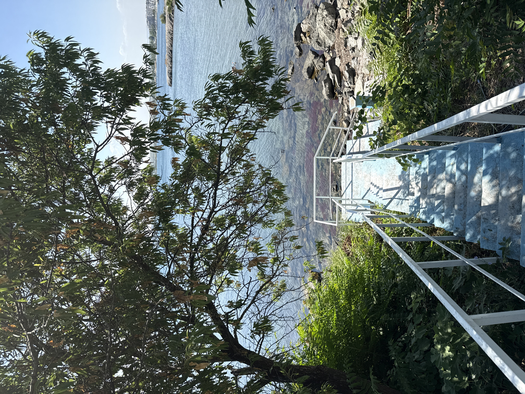 The image depicts an outdoor scene with a focus on a set of light blue stairs with white railings leading down towards a body of water. These stairs are located in Pomorie, Bulgaria, likely near the coastline. The stairs appear to be constructed of concrete and have a weathered appearance, with some areas of wear and tear visible. White handrails run along both sides of the stairs, providing support.
The stairs are surrounded by lush green vegetation, with dense bushes and foliage lining the sides. A large tree with green and some dry leaves is prominent in the upper left portion of the frame, casting shadows on the stairs and the surrounding environment.
Beyond the stairs and vegetation, a clear body of water is visible. The water is calm with gentle ripples on the surface and appears to be relatively shallow, allowing the rocky and sandy bottom to be seen in places. Small rocks and pebbles are scattered along the edge of the water. In the distance, the coastline is visible with some structures that appear to be buildings or part of a resort. The sky is clear and blue, indicating a sunny day. There are no people or animals clearly visible in the frame. The overall impression is a tranquil, natural setting with man-made elements leading to the water.