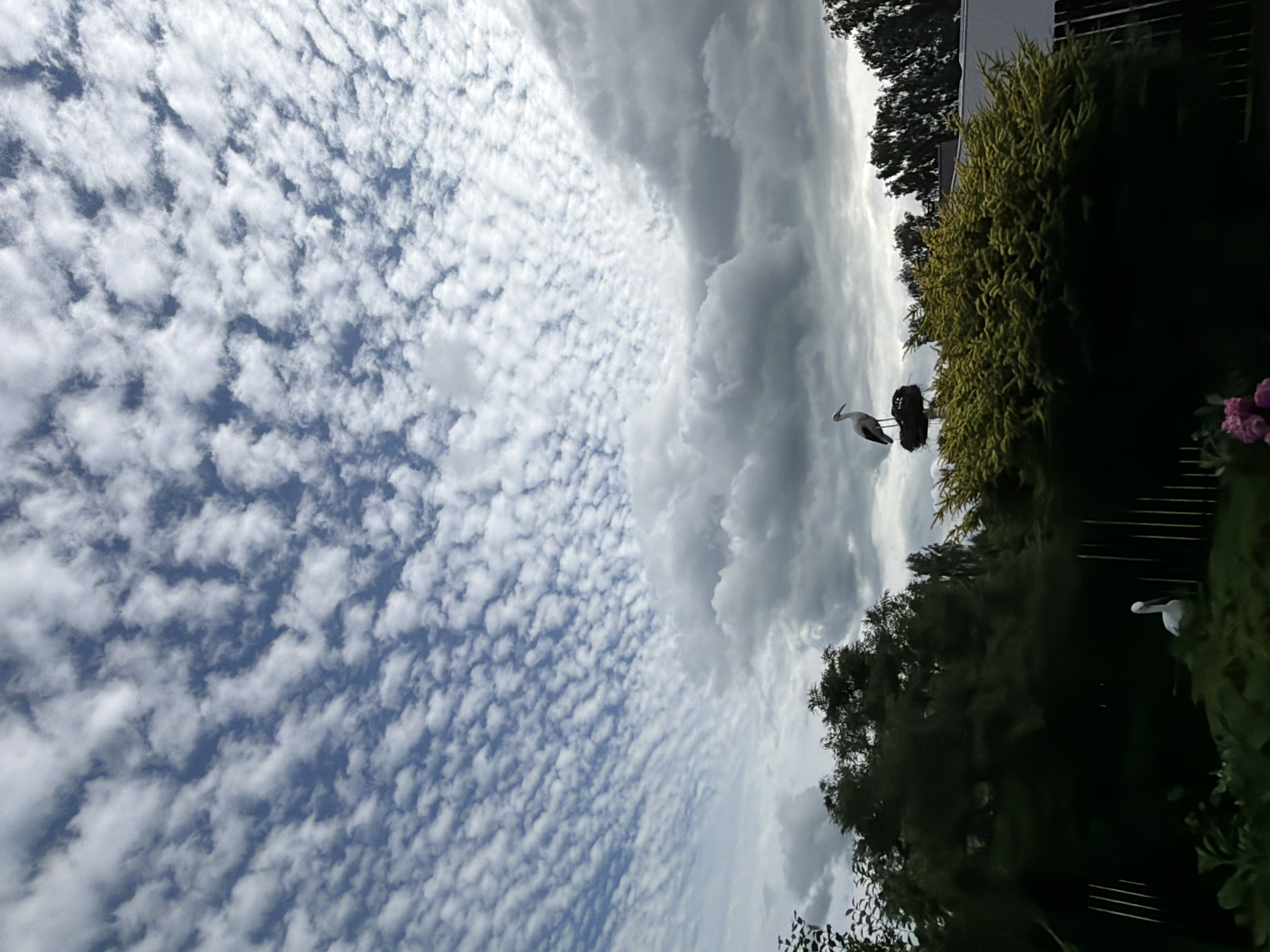 This is a photograph of a sky with altocumulus clouds. The sky takes up the majority of the frame, with a smaller portion of a dark green, leafy hedge and trees occupying the right side. In the center of the frame, a white bird, possibly a stork, is perched on a nest. The bird has a long neck and beak, and its white plumage stands out against the dark nest and the cloudy sky. Another white bird is visible in the lower right portion of the frame, near the hedge. The clouds suggest it is daytime, possibly late afternoon or early evening, due to the dramatic cloud formations and lighting. The scene appears to be outdoors in a natural or semi-natural setting, possibly a garden or park, given the presence of the hedge and nest. The overall mood is serene and natural, with a focus on the sky and the birds.