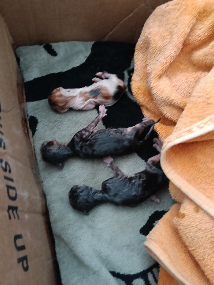 The scene depicts three newborn kittens inside a cardboard box, reportedly located in Nairobi, Kenya. The box's interior is lined with a light grey and black patterned fabric, and a folded orange towel is visible on the right side. One kitten, positioned at the top of the frame, is light-colored with visible white, orange, and dark patches, lying on its back. Below it are two dark-colored kittens, appearing wet and lying on their sides/stomachs. A portion of the cardboard box's inner flap on the left displays inverted text, partially reading "THIS SIDE UP". The kittens appear stationary.