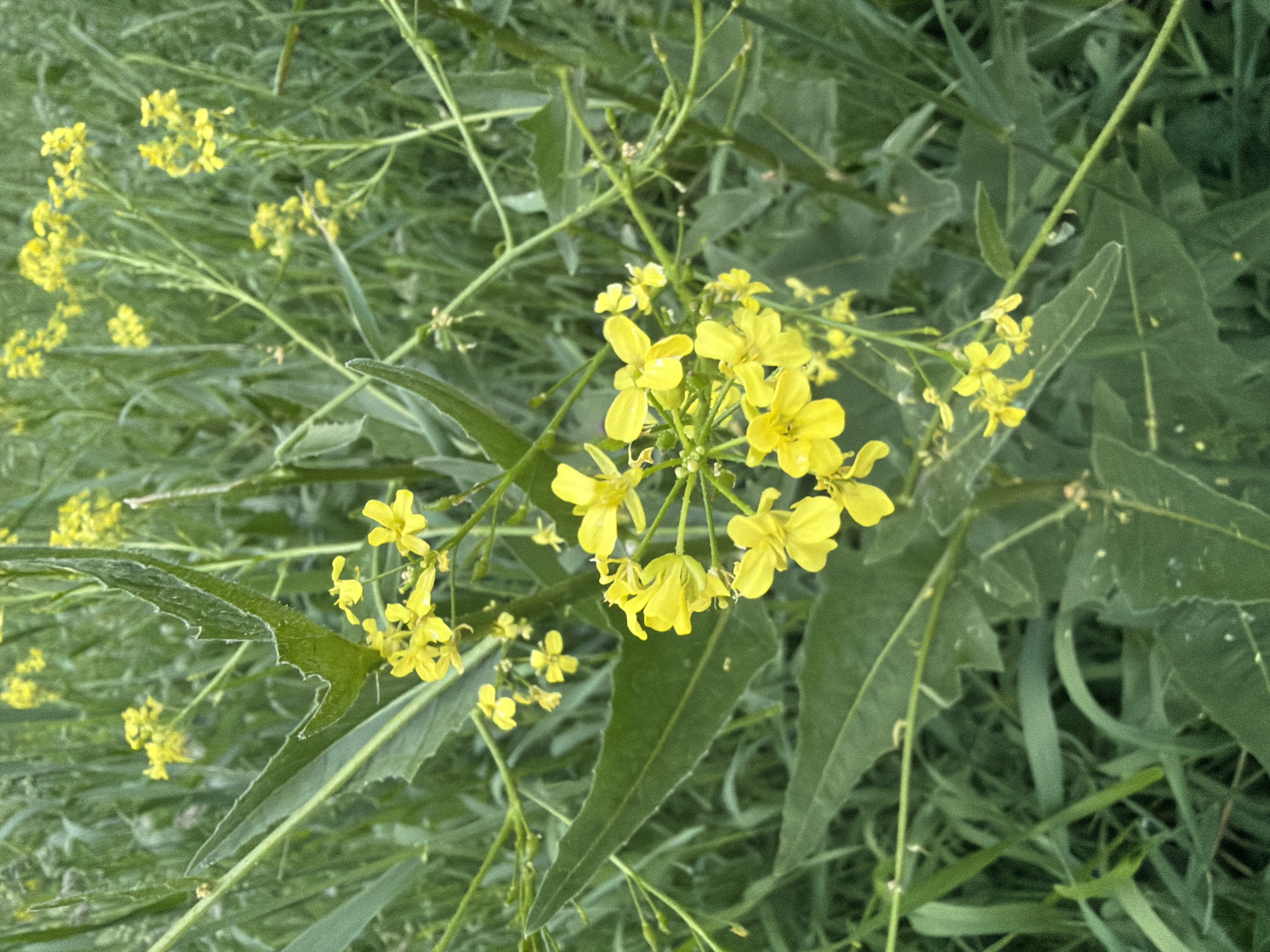 The image displays a close-up, vertical shot of bright yellow flowers and abundant green foliage, indicative of an outdoor, natural setting. The central subject is a cluster of small, four-petaled yellow flowers, characteristic of a cruciferous plant such as wild mustard or rapeseed, blooming on slender green stems. Multiple such clusters are visible across the frame, with the most detailed group positioned in the mid-ground.
Surrounding the vibrant flowers are various shades of green leaves and stems. Some leaves are broad and distinctly serrated along their edges, while others are narrower and more elongated, contributing to a dense vegetative environment. The background is composed of out-of-focus green foliage, suggesting a field or an overgrown area.
The scene takes place during the daytime, under what appears to be soft, diffused lighting, as there are no harsh shadows or direct sunlight evident. No specific activity or event involving humans or animals is depicted; the image solely captures the botanical elements in their natural state. No visible text is present. The overall impression is one of natural growth and verdant vitality, potentially within the Chaikovsky, Russia region.