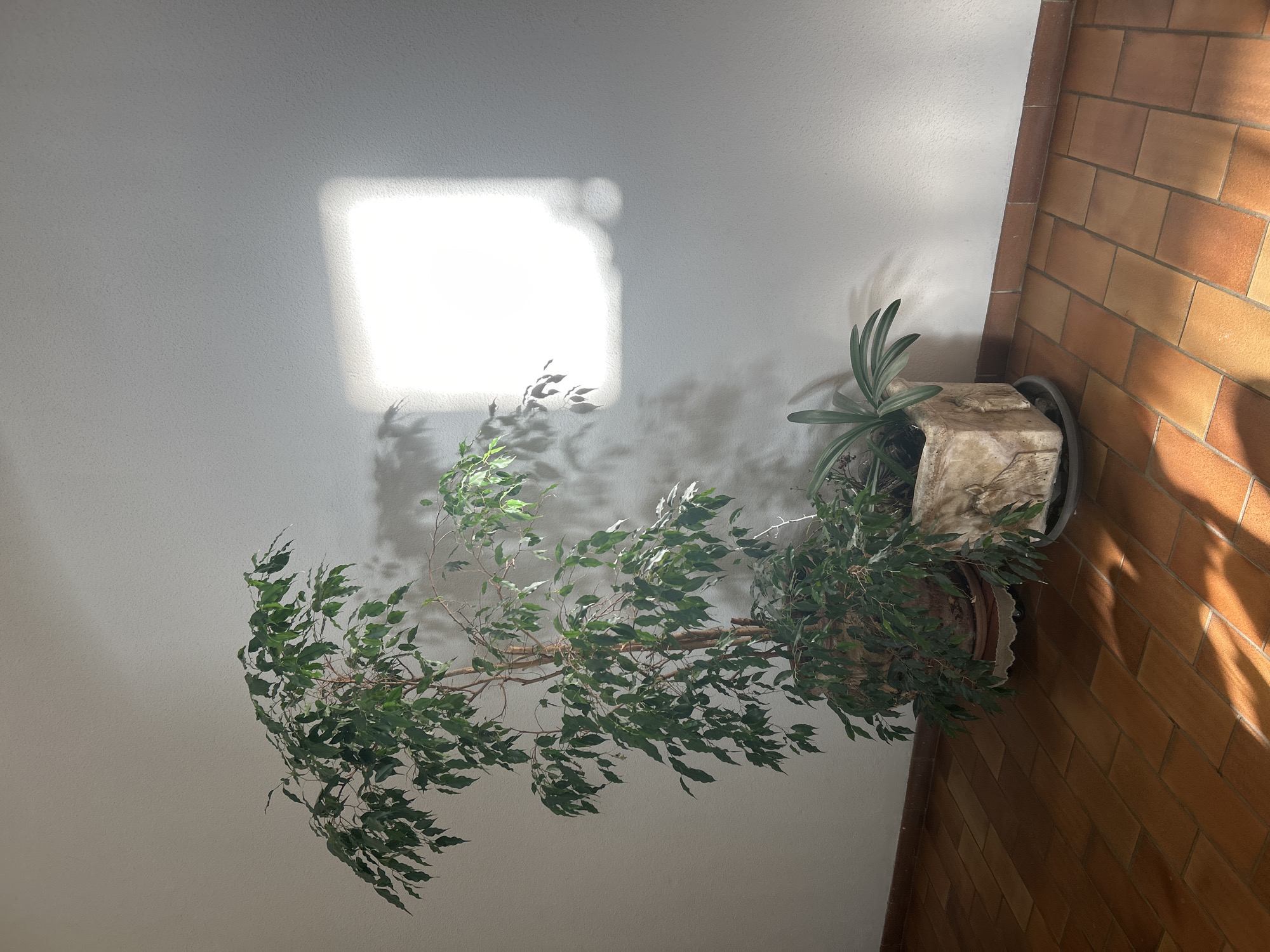 In the city of Saint-Marcel-lès-Sauzet, France, an interior scene is captured. The image features two potted plants positioned near a textured white wall. A large Ficus tree, with its numerous green leaves, is situated in a larger pot on the left. To its right, a smaller plant with strappy leaves grows in a decorative, square pot. A distinct rectangular shadow, cast by an unseen light source, falls upon the wall. The floor is covered with rectangular, terracotta-colored tiles, which are illuminated by sunlight casting shadows from the plants. The overall environment suggests a well-lit indoor space with a focus on natural elements and light play.