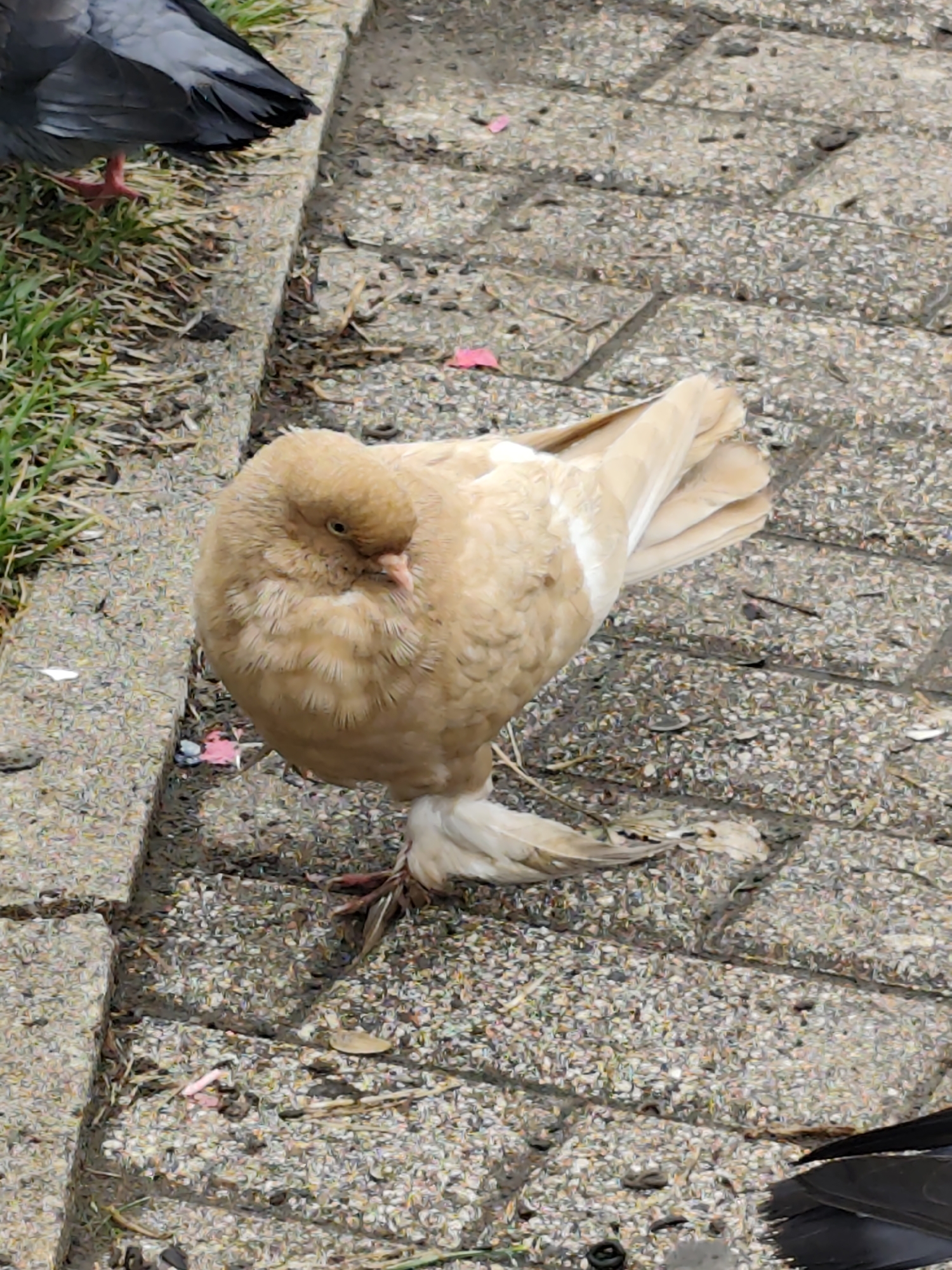 A tan pigeon with white accents on its wings and tail stands on a cobbled walkway next to a grassy area. The pigeon's head is tucked in, and its left leg is extended forward. Small pieces of pink paper and dried leaves are scattered on the ground. In the background, the dark tail feathers of another bird are visible. The scene is outdoors in an urban environment, possibly in Chaikovsky, Russia, given the context.