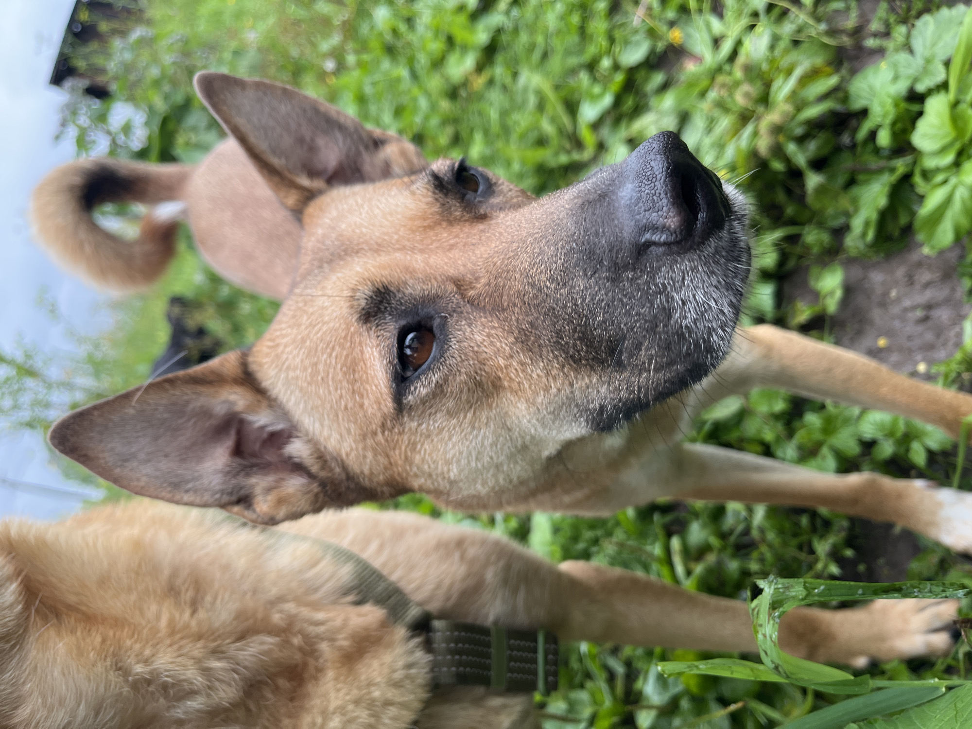 An outdoor medium shot captures two dogs in a grassy area with green foliage. The dog in the foreground, a tan and brown German Shepherd mix, is facing right with its head tilted. Its dark, wet nose is prominent, and its large, erect ears are visible. Behind it, another dog, mostly out of focus and to the left, is also tan with a green harness. Its body is partially visible, and its rear end with a curled tail is to the right, slightly out of focus. The background features a blurry wooden structure on the right and green vegetation throughout, suggesting a natural or semi-rural environment. The sky is overcast. The scene does not contain any identifiable landmarks of Nizhny Tagil, Russia.