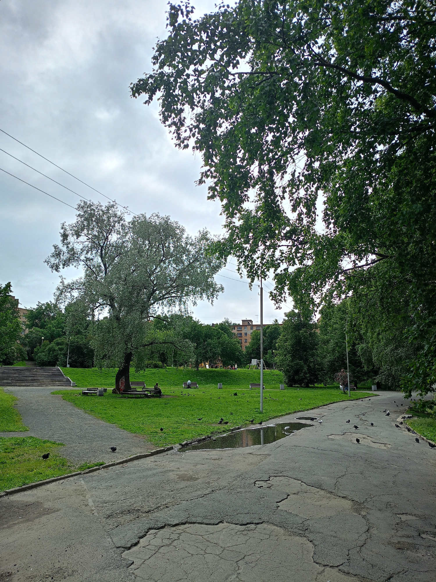 The image depicts a park on an overcast day. In the foreground, a cracked asphalt path leads into the park, with several pigeons scattered across its surface. A large puddle reflects the cloudy sky. To the left, a gravel path curves towards a grassy area with a large, mature tree at its center. Several park benches surround the tree, and one person is seated on a bench. Behind the tree, a set of concrete stairs ascends a gentle slope. Further into the park, more trees and green grass are visible, with a playground structure and some distant buildings in the background. The overall atmosphere is calm and subdued, with the overcast sky casting a diffused light.