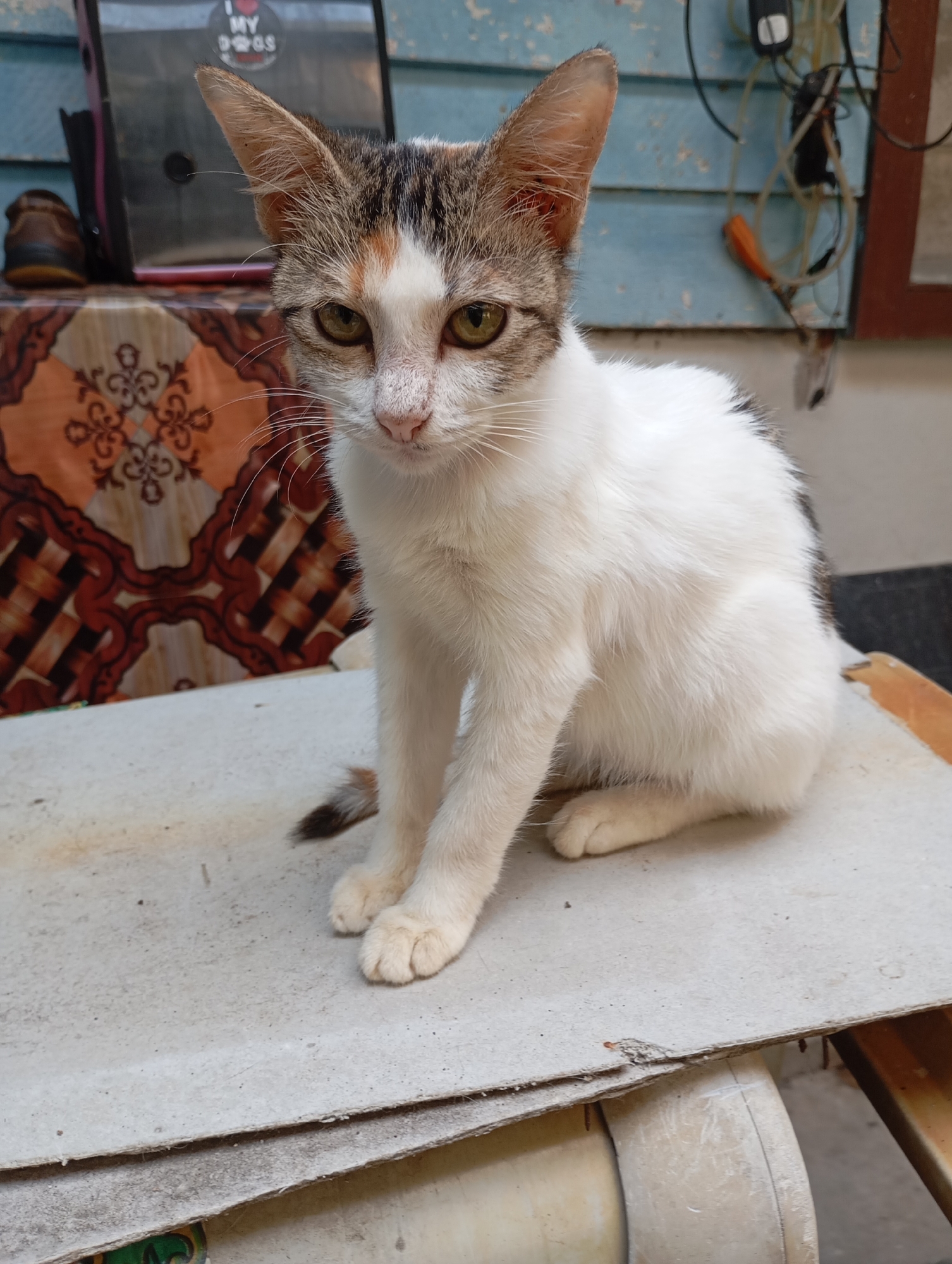 A calico cat sits on a weathered, light-colored surface, which appears to be some kind of board or panel, possibly a piece of discarded roofing material. The cat is predominantly white with patches of grey and orange-brown on its head and back. Its eyes are a pale green. The background is somewhat out of focus but shows a blue-painted wooden wall with some electrical wiring and an orange object hanging. To the left, a patterned fabric or tablecloth is visible, with a dark rectangular object and a brown shoe on top. The scene appears to be outdoors, possibly in a residential area or yard in Balikpapan, Indonesia. The lighting suggests it is daytime.