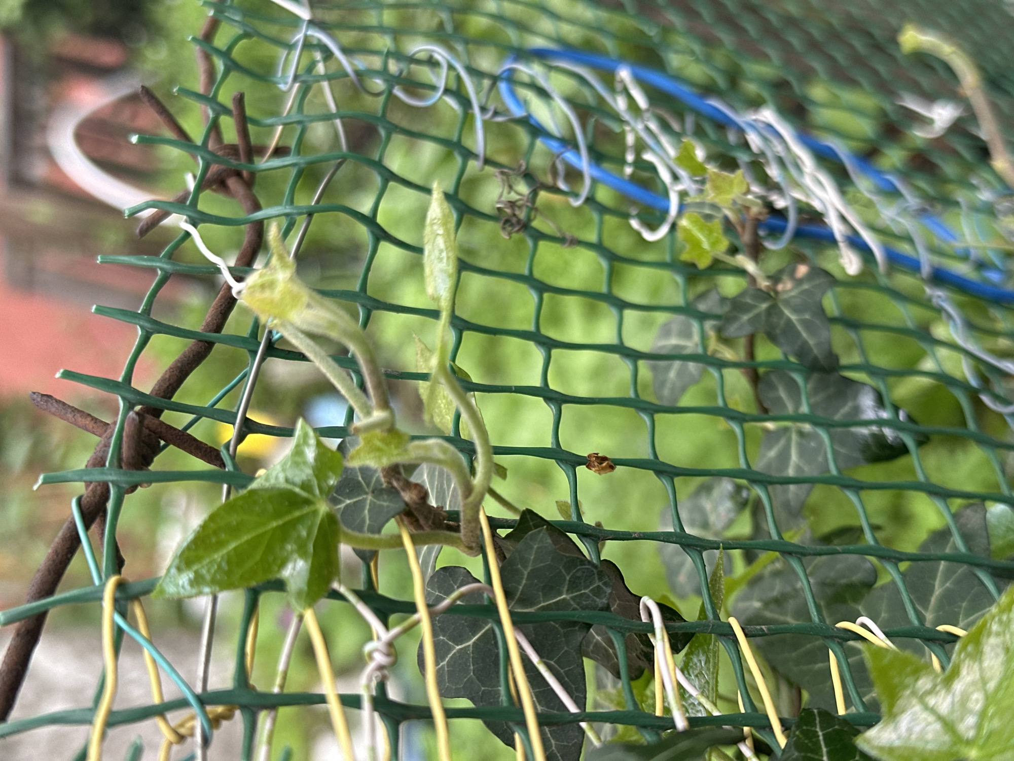 The image shows a close-up view of ivy growing on a green plastic mesh fence. The fence is secured with various materials, including brown metal wires, yellow wires, and white and blue plastic fasteners. The ivy has green leaves with characteristic lobed shapes, and new growth is visible. The background is blurry, suggesting a green, outdoor environment. The location is Unknown, Unknown.