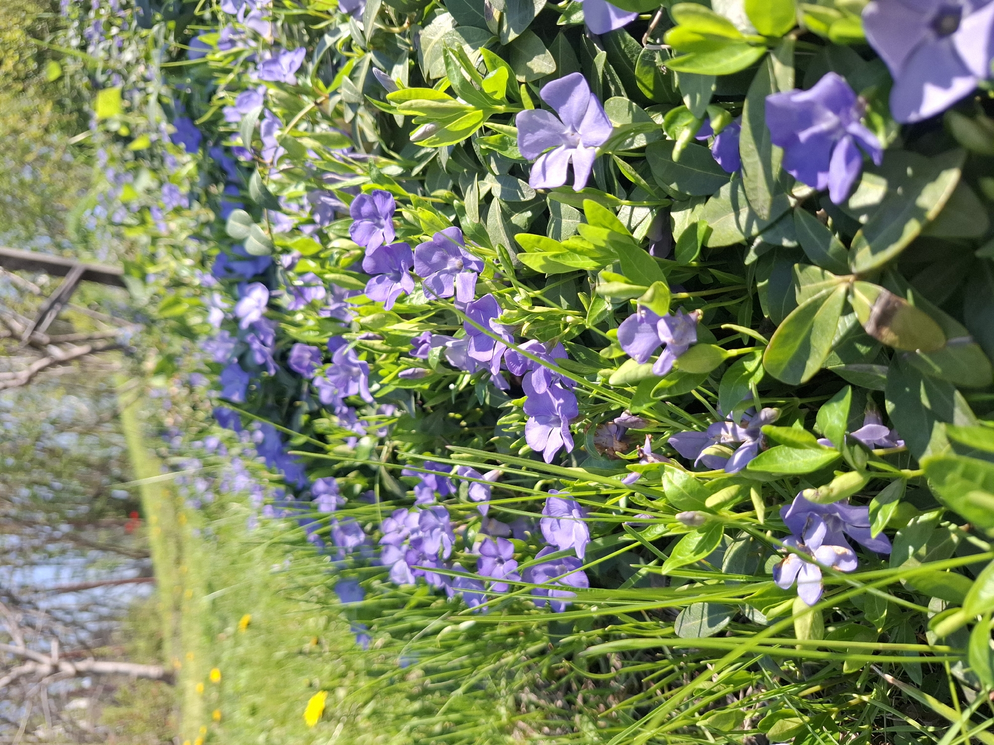A dense groundcover of periwinkle flowers is in full bloom, with clusters of vibrant purple flowers interspersed among glossy green leaves. The plants form a dense mat along what appears to be a yard or garden edge. In the background, there is a blurred view of trees and sky. The lighting suggests a sunny day. The location, Khlevnoye, Russia, is unlikely to be confirmed from the image content alone.
