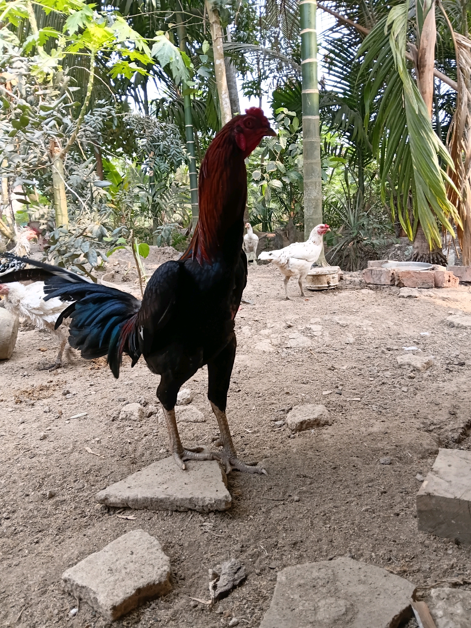 A male chicken, a rooster, stands prominently in the foreground of a dirt yard, its dark body and iridescent blue and green tail feathers contrasting with its bright red comb and wattles. The rooster is positioned on two rough, flat stones. In the middle ground, two white hens are visible. One hen stands near a weathered plastic basin, while another is further back, partially obscured by foliage. The yard is covered in dirt and scattered debris, with several large rocks and some bricks present. The background is densely populated with various types of vegetation, including palm trees, bamboo, and other leafy plants, suggesting a tropical or subtropical environment. The lighting indicates it is daytime, with sunlight filtering through the leaves. The scene depicts a rural or semi-rural setting, possibly a backyard or farm in Margo Rukun, Indonesia.
