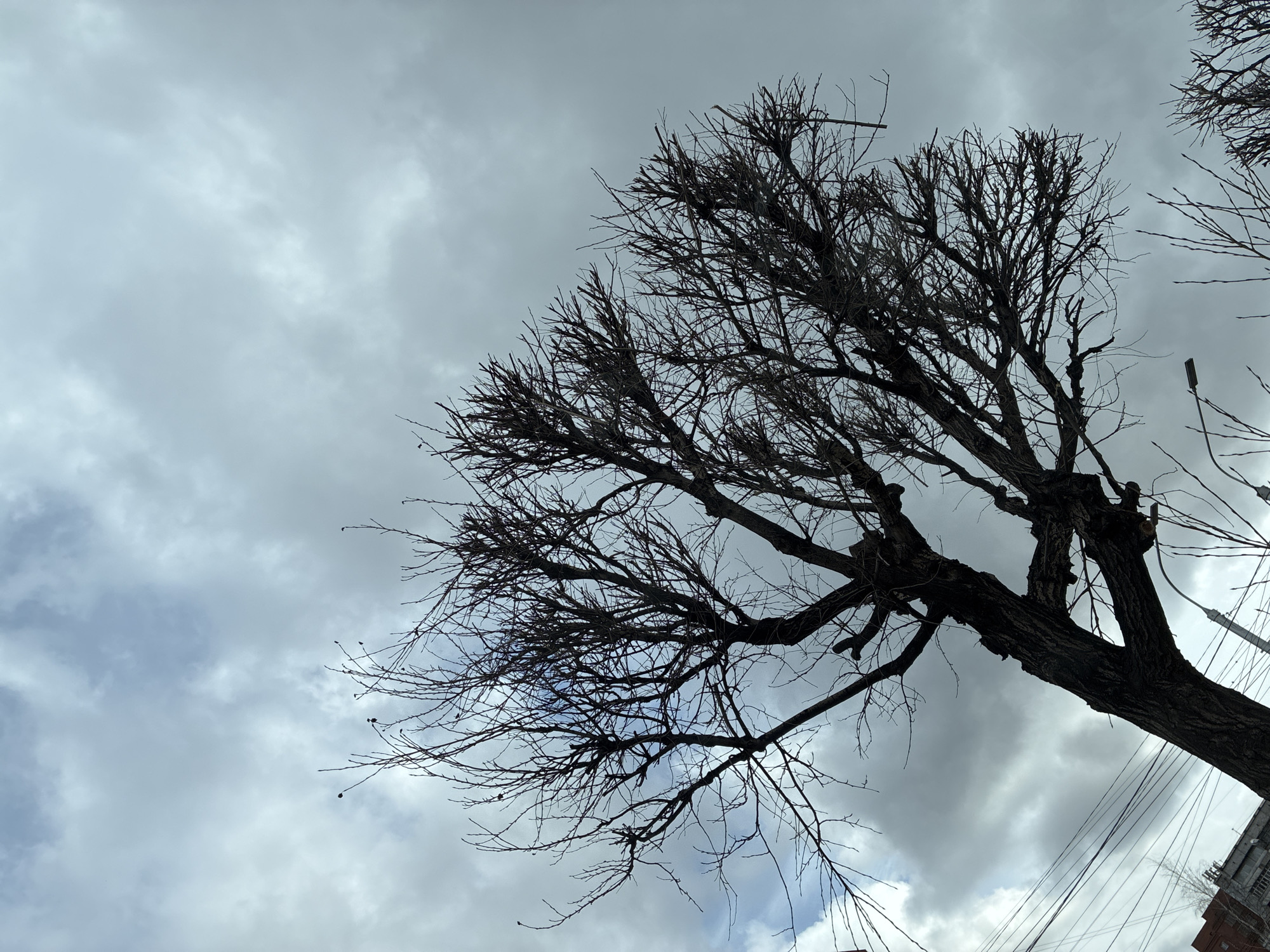 The image shows a low-angle shot of a leafless tree against a cloudy sky. The tree's dark branches and trunk contrast sharply with the gray and white sky. The sky is filled with textured clouds, suggesting an overcast day. The tree is the main subject, filling a significant portion of the frame. There are some buildings. A streetlamp can be seen. The location is an urban area.