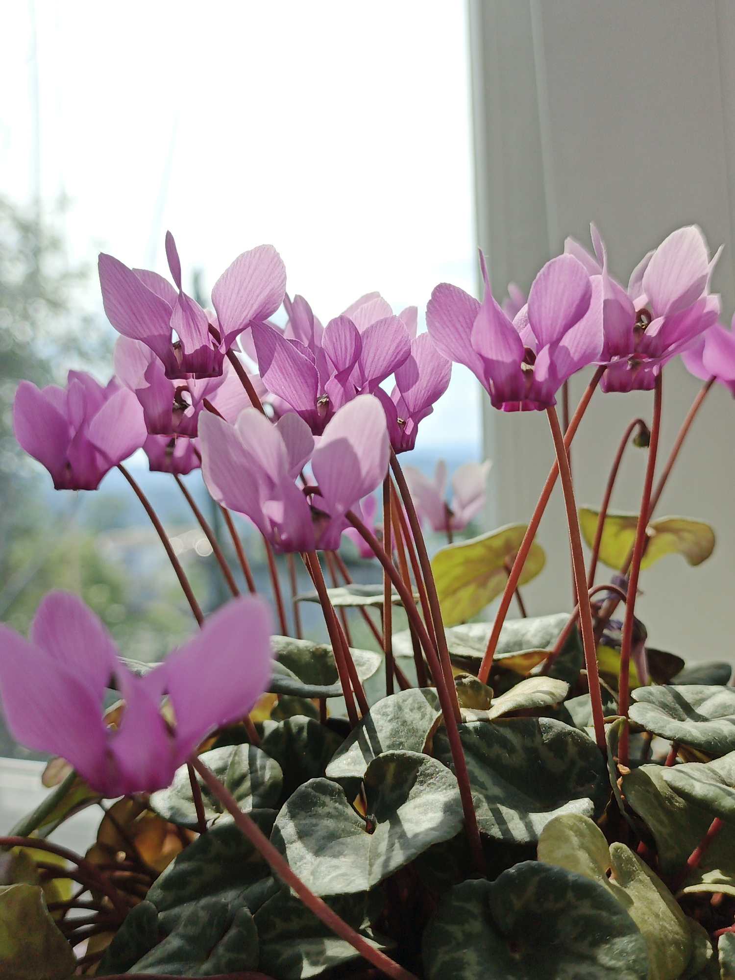 A close-up, eye-level shot shows a cluster of bright pink cyclamen flowers with green and gray variegated leaves. The flowers have delicate, upturned petals, and their thin, reddish stems are visible. In the background, a bright white window with a blurred view of trees and distant hills is visible. The scene is likely indoors, near a window, in Medvedyovka, Russia.