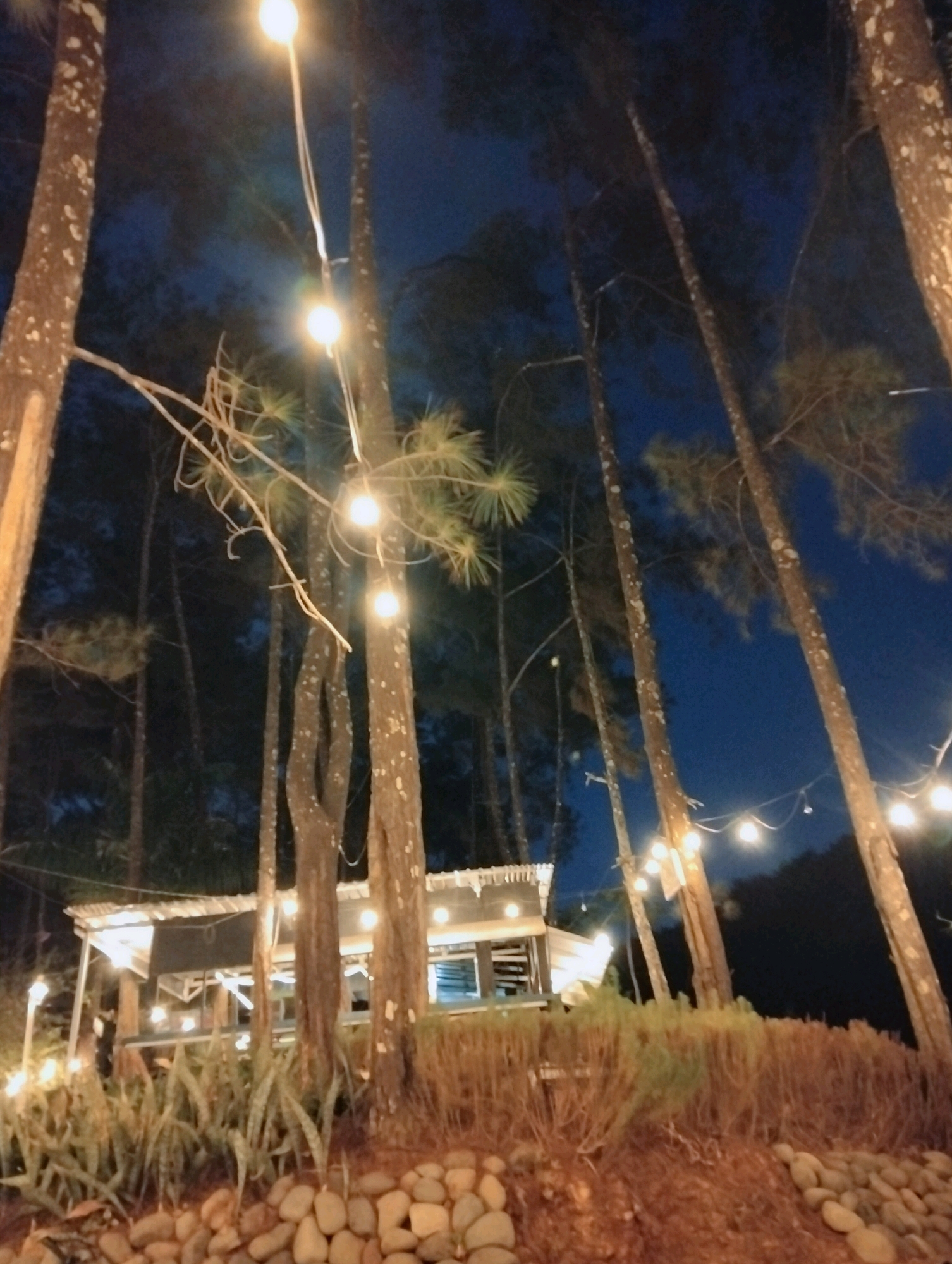 The image depicts an outdoor dining area at night, set amongst tall pine trees. String lights are draped between the trees and illuminate a low-rise building with a corrugated metal roof. The building appears to be a cafe or restaurant, with visible windows and an open-air seating area. The ground in the foreground is covered with stones and dry brush. The overall atmosphere is rustic and dimly lit, with the warm glow of the lights contrasting against the dark blue night sky. This scene is located in Patikraja, Indonesia, a region known for its natural beauty and recreational areas.