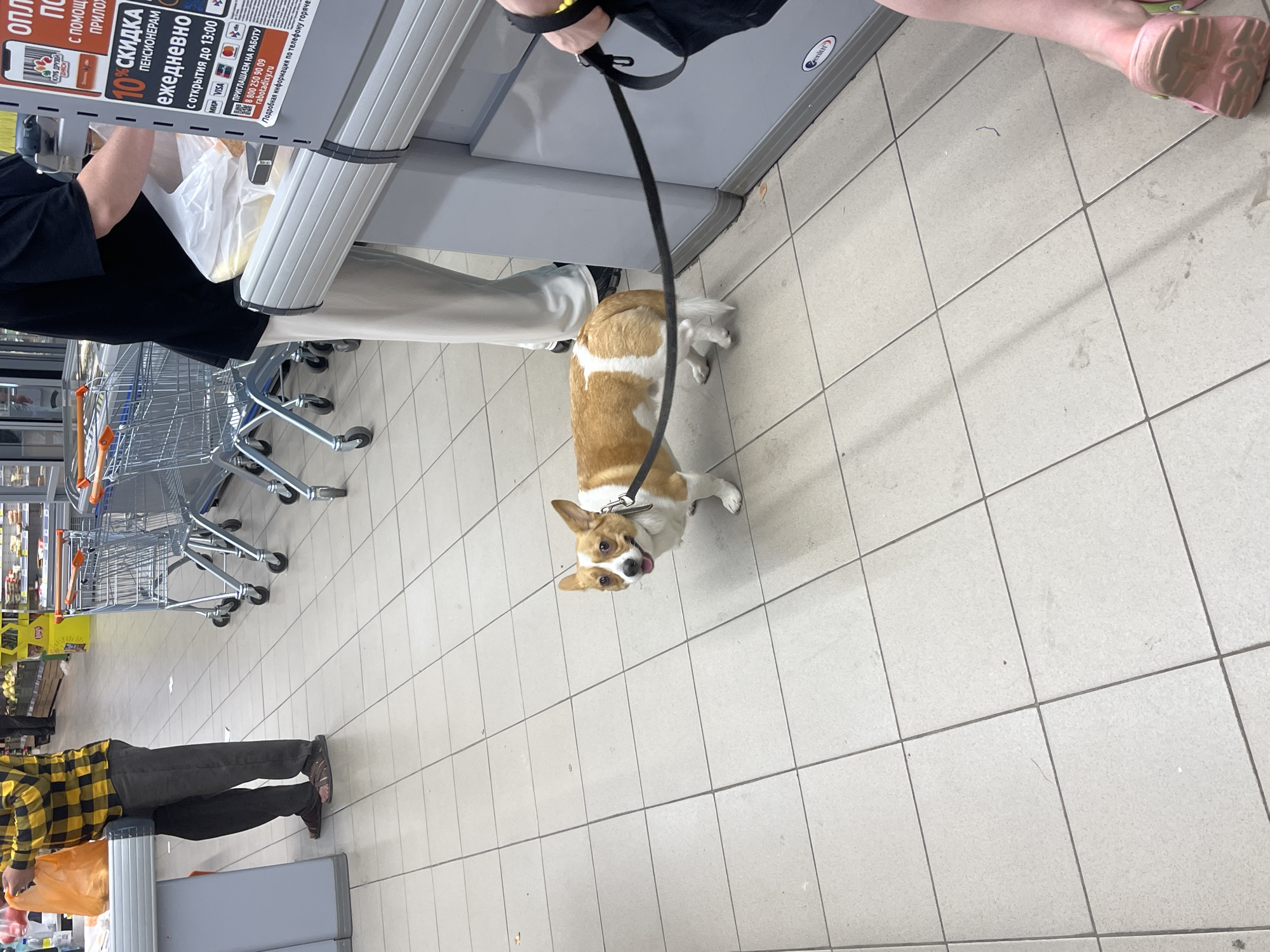In a supermarket, a short-legged dog with tan and white fur is standing on a tiled floor, looking at the camera with its tongue out. It is attached to a black leash. In the background, two people are visible, one in a black t-shirt and light-colored pants, and another partially visible wearing a yellow and black checkered shirt. Shopping carts are also present in the background. A sign with Russian text is attached to a gray machine. The image appears to be taken in Moscow, Russia.