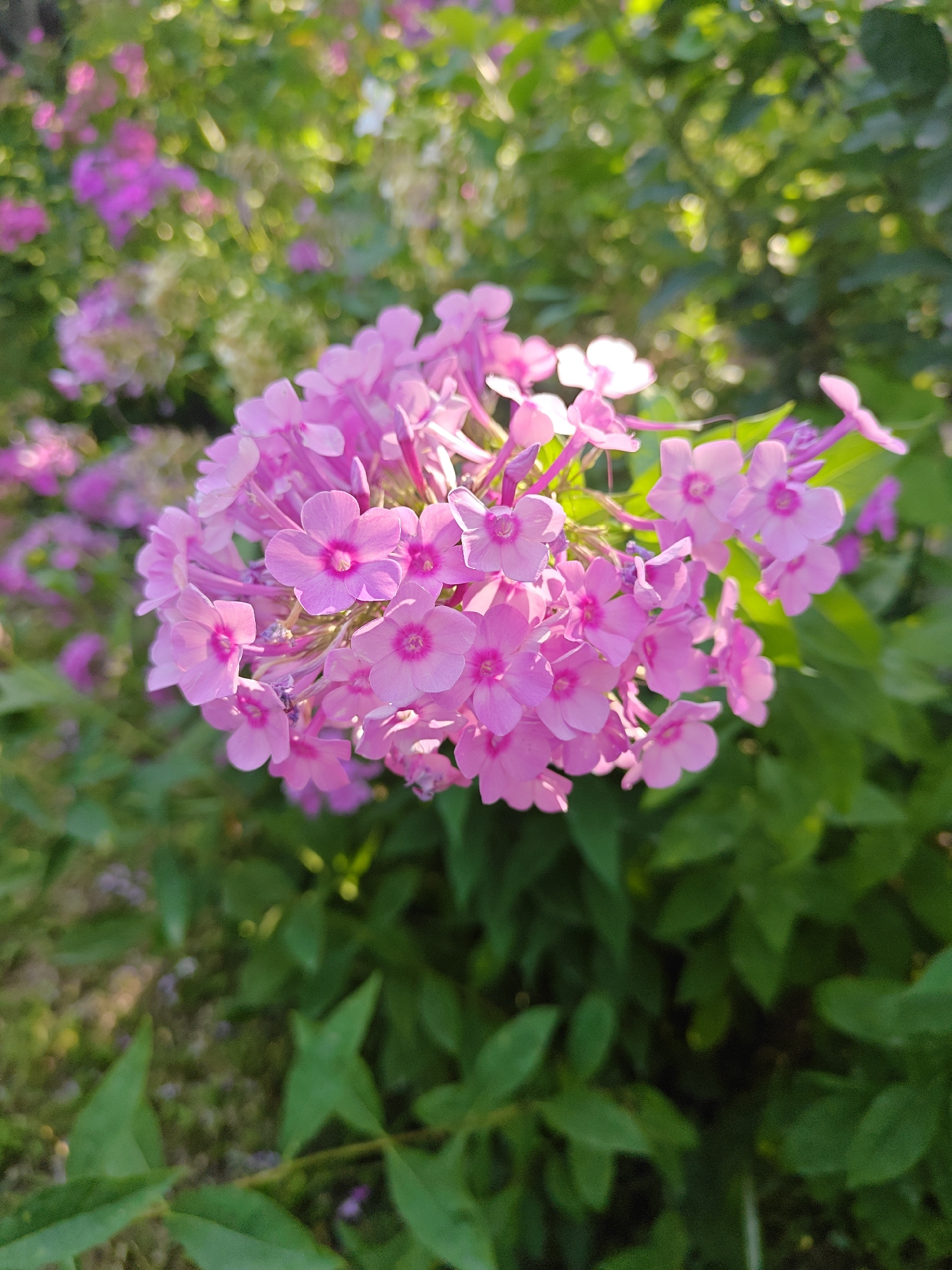 A close-up, eye-level shot shows a cluster of bright pink phlox flowers in bloom. The flowers are composed of many small, five-petaled blossoms with darker pink centers. They are set against a background of blurred green foliage and more out-of-focus pink flowers, suggesting a garden setting. The lighting indicates it is daytime, with sunlight filtering through the leaves, creating bright highlights on the petals. The image appears to be taken in Baytik, Kyrgyzstan, a location known for its natural beauty and gardens, especially during the blooming season. There are no people or animals visible in the frame.