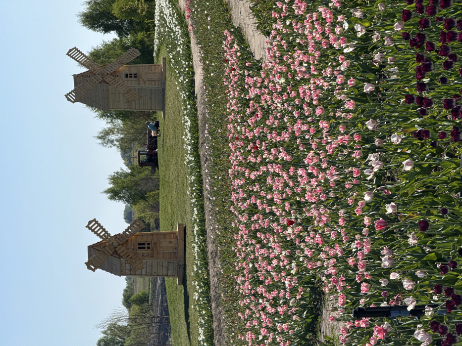 The image shows two wooden windmill structures, one to the left and one to the right of the center of the frame. The windmills are situated in an open field of pink and white tulips in Kopyliv, Ukraine, near the location with coordinates 50.416 latitude and 29.934 longitude. In the background, trees line the edges of the field, and a red tractor can be seen parked in the distance. The windmills are made of wood and have white blades, and they appear to be decorative. The field of tulips is in full bloom, and the flowers are arranged in a variety of colors and patterns. There is a path leading through the field of tulips, which has a small, single-story wooden building in the center of it. This building has a green roof and white walls. In the distance, two individuals are walking in a grassy area.