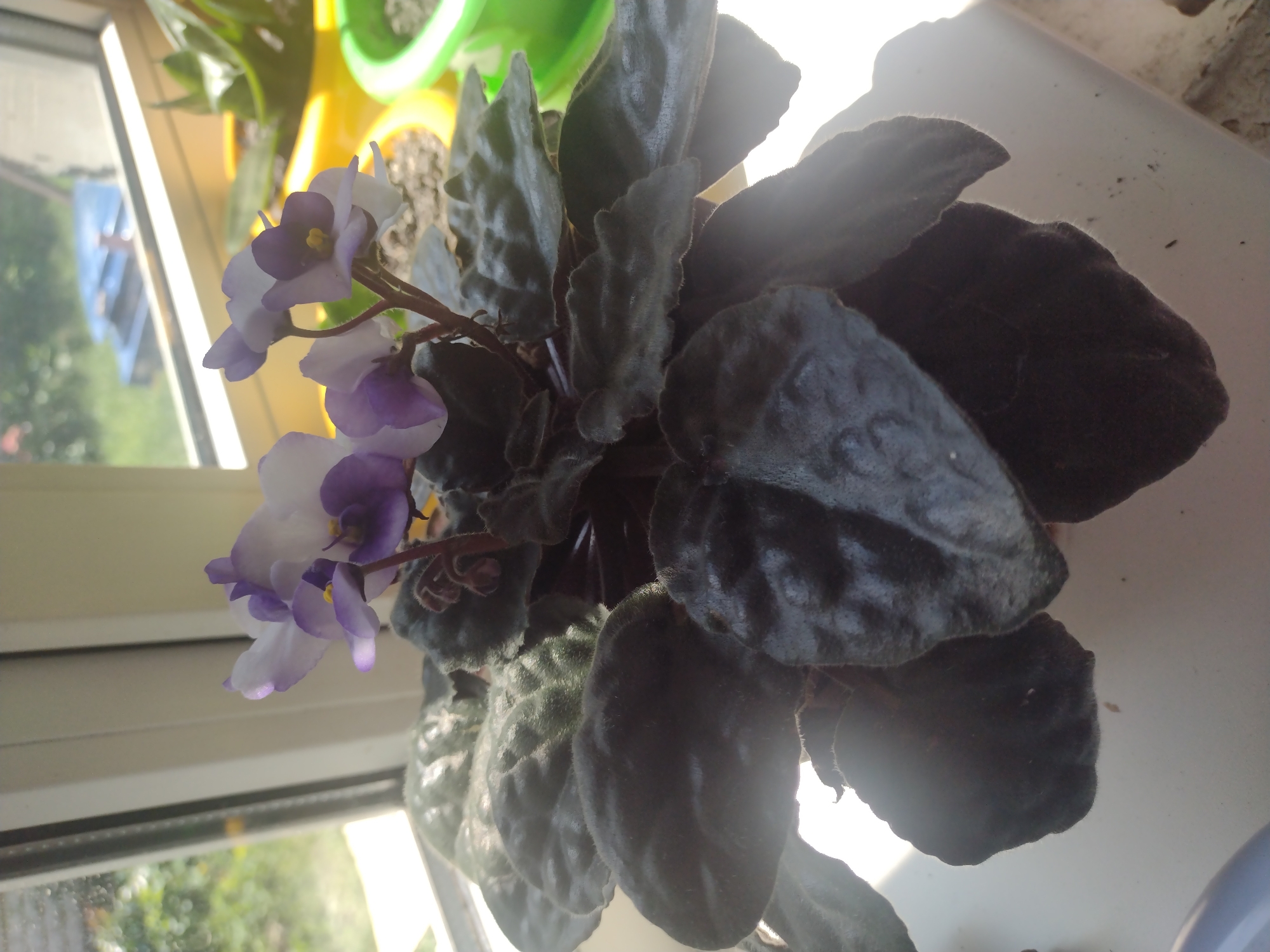 A potted African violet with dark green, velvety leaves and purple and white flowers sits on a windowsill. Sunlight streams in from the left, illuminating the plant and casting shadows. In the background, a blurred window shows greenery and a blue object, suggesting an outdoor scene. The plant is in focus, with the background slightly out of focus. The image appears to be taken indoors in a residential setting in Mykhailivka-Rubezhivka, Ukraine, likely on a sunny day.