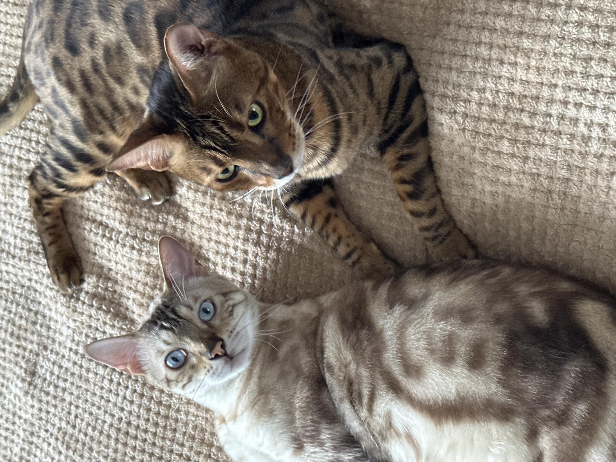 Two Bengal cats are lying on a beige, textured carpet. The cat on the left has light fur with dark brown rosettes and bright blue eyes. It is lying on its back, looking up at the camera. The cat on the right has darker, reddish-brown fur with distinct black stripes. It is lying on its side, looking towards the left cat. Its paw is extended towards the other cat. The overall scene suggests a relaxed domestic environment. There is no information within the image to determine the location as Energetik, Russia.