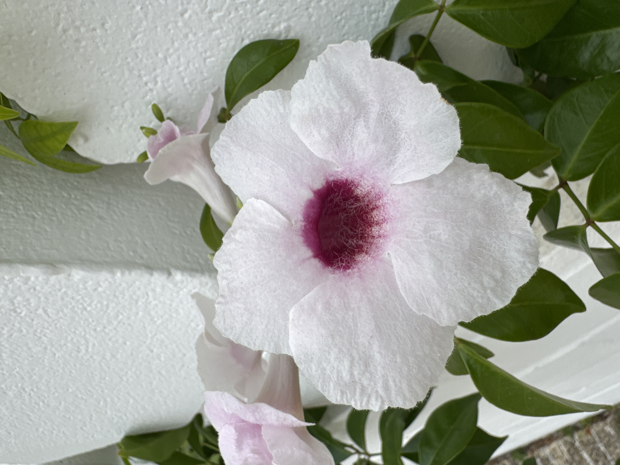 A close-up shot focuses on a delicate white flower with a vibrant pink center. The flower's petals are soft and slightly ruffled, with a fuzzy texture. The bloom is surrounded by lush green leaves and a climbing vine. In the background, a textured white wall provides a stark contrast to the natural elements. The lighting suggests it is daytime, possibly with bright sunlight, as indicated by the shadows and the overall clarity of the image. The scene appears to be outdoors, given the presence of foliage and the natural light. There are no people or visible text in the image. The overall mood is serene and natural.