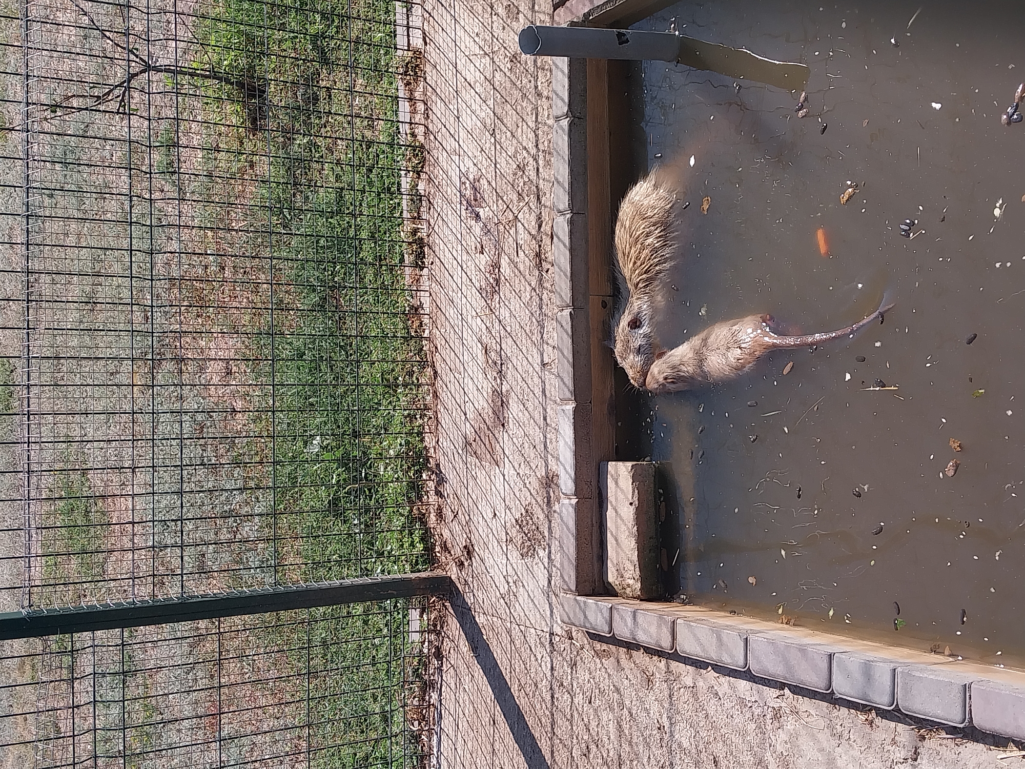 Two nutria are in a murky, rectangular pool of water with a concrete enclosure. One nutria is partially submerged, with its head visible, while the other is mostly submerged with only its tail visible above the water. The pool contains debris, including leaves and small white objects. The area around the pool is paved with light-colored material and is fenced by a black metal grid. Behind the fence, there is dry grass and a small tree. A shadow from the fence stretches across the paved area. The scene appears to be outdoors in a zoo or animal enclosure in Yelyzavetivka, Ukraine.