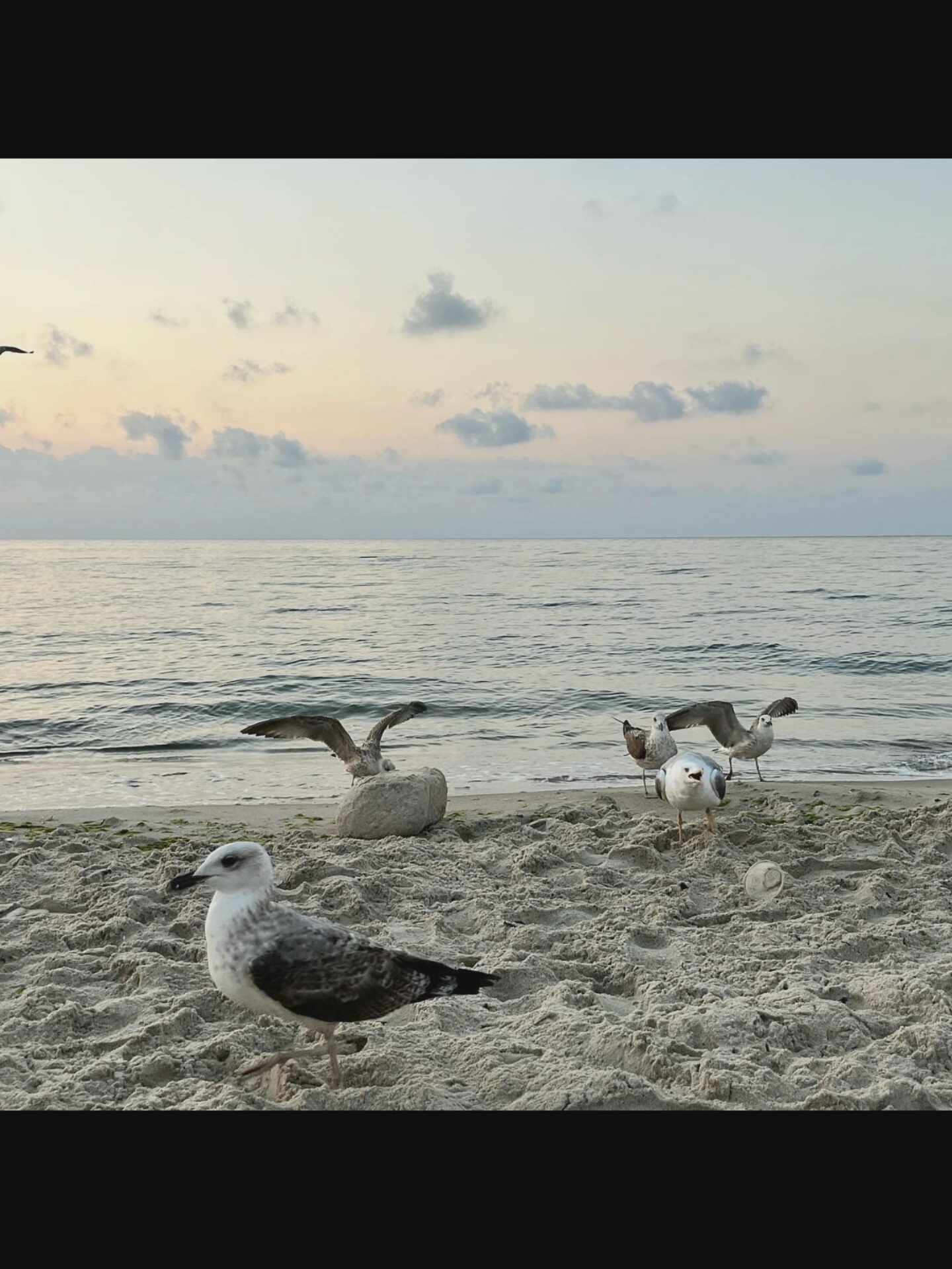 A group of seagulls are on a sandy beach in Bielawska Wieś, Poland. The sky is overcast with soft, pastel colors, and the ocean is calm with gentle waves. In the foreground, one seagull stands on the sand, looking towards the camera. Behind it, several other seagulls are scattered across the beach, some with wings spread. A large rock sits on the sand near one of the seagulls. The overall scene is peaceful and serene, with the natural beauty of the beach and the sea on full display.