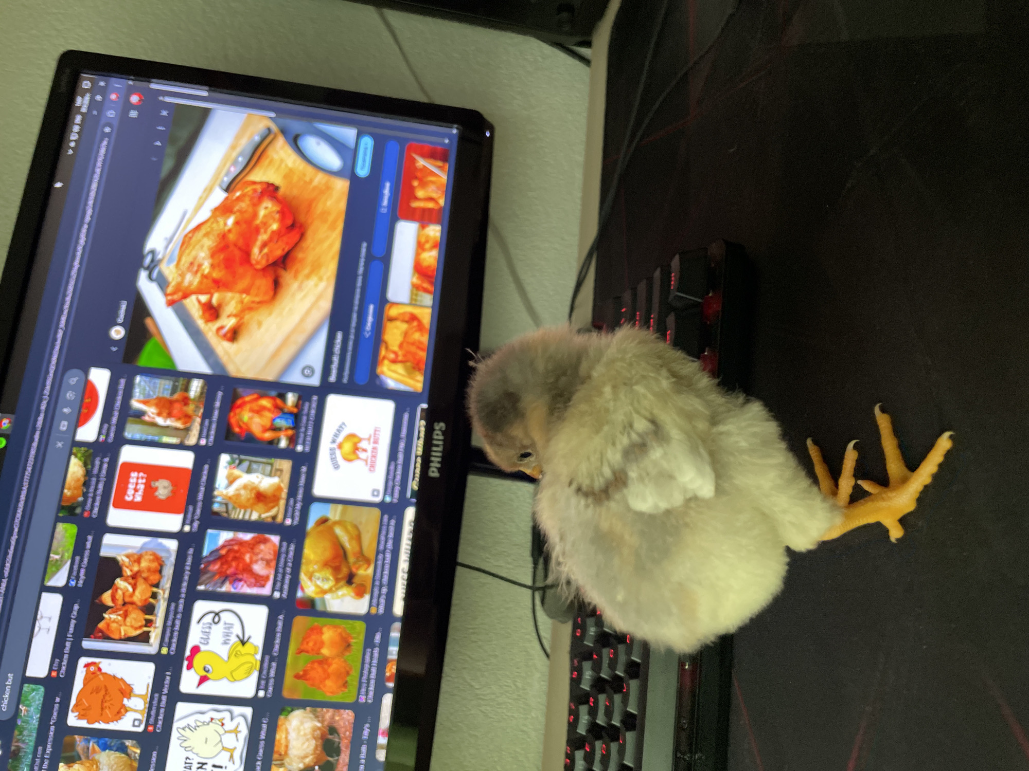 An indoor scene, likely a desk or workstation in Zlatograd, Bulgaria, features a small, fluffy chick observing a computer monitor. The chick, light grey with a pale belly and bright yellow legs and feet, stands on a dark mousepad next to a black mechanical keyboard with red-lit keys. Its head is tilted towards the monitor, seemingly engrossed in the displayed content.
The monitor, a Philips brand model, shows a web browser with image search results. The search query "chicken but" is visible at the top left of the screen. The displayed images present a mix of content: numerous photographs of whole roasted chickens on cutting boards or in serving dishes, along with stylized cartoon chickens and text-based memes. Prominent among these memes are variations of "Guess What? Chicken Butt!". Other visible text on the screen includes "Chicken Butt | Funny Grap...", "Chicken Butt Vector...", and "Chicken Butt Heart". The background reveals a light green or beige wall. The scene is illuminated by ambient indoor light.