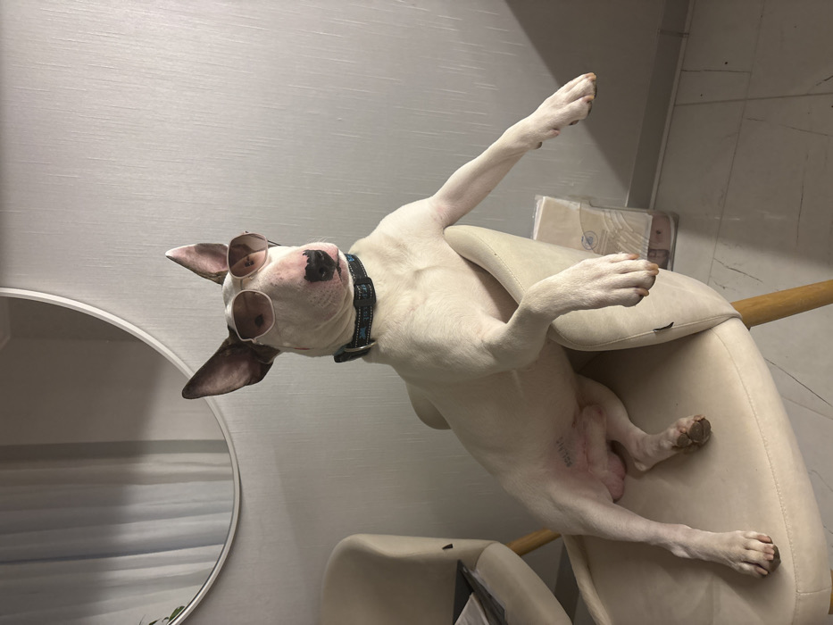 A white bull terrier lounges across two cream-colored chairs. The dog sports sunglasses perched on its nose and wears a blue collar. One front paw is extended upwards. The background includes a light gray wall, a round mirror, and a partially visible package on a shelf. The dog's posture appears relaxed and playful.
