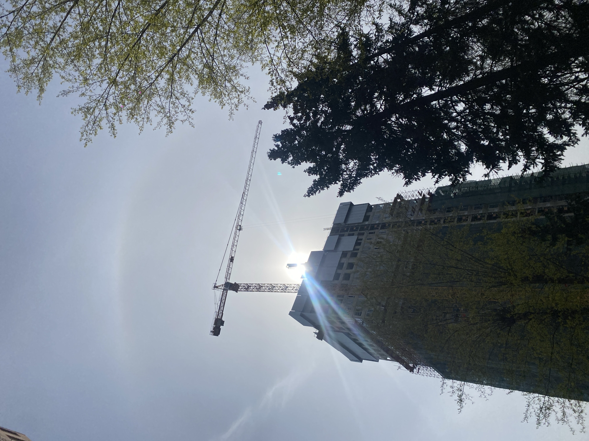 This upward-looking image, taken on a bright, sunny day, captures a blend of nature and urban development. The sun, prominent in the upper-middle of the frame, casts a strong lens flare and distinct sunburst rays across the sky, which is largely clear with a few faint clouds.
In the foreground, branches of two different trees frame the upper portion of the scene. To the left, a deciduous tree with light green, newly unfurled leaves suggests springtime. To the right, a denser, darker tree, possibly coniferous, extends into the frame, both partially silhouetted against the intense backlighting.
Below the treeline and towards the right, a construction site is visible. Two tall tower cranes, made of metal lattice, stand prominently. The taller crane is positioned to the left of the sun, while a second, slightly shorter crane appears closer to the center. A multi-story building under construction occupies the right side of the frame, its structure partially obscured by scaffolding and protective netting. The strong sunlight casts the cranes and parts of the building into silhouette.
The image portrays an outdoor setting, likely an urban or suburban area, showcasing ongoing construction activity alongside natural elements. There is no visible text. The context provided indicates the location is Moscow, Russia.