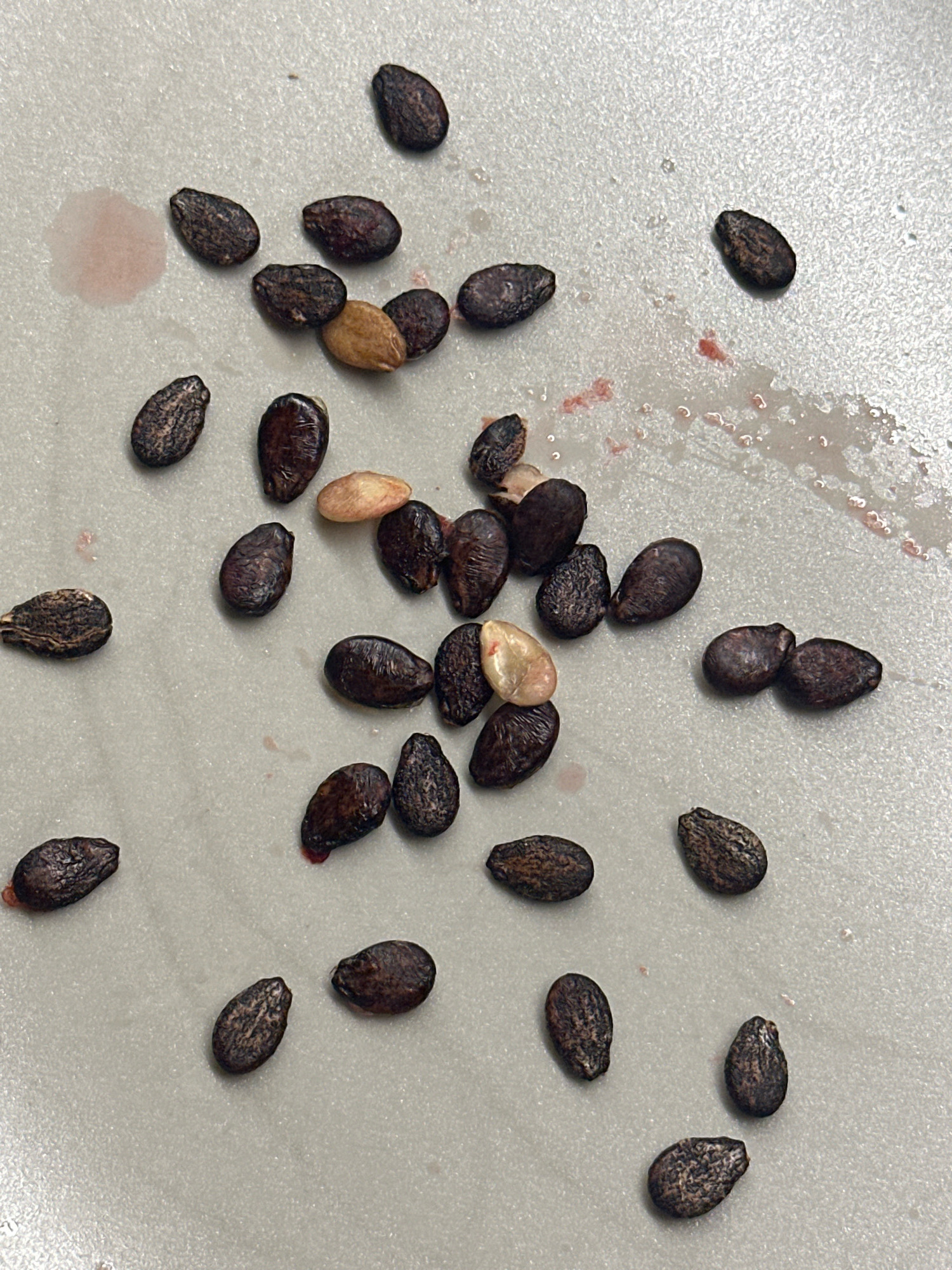 This is a close-up, top-down photograph of numerous watermelon seeds scattered across a light-colored, textured surface, likely a countertop or table. Some of the seeds are dark brown with visible striations, while a few are lighter tan and appear to be partially peeled or undeveloped. There are small, pinkish-red stains, consistent with watermelon juice, interspersed among the seeds. The lighting is even, casting minimal shadows. The image provides no information about the city of Nevinnomyssk, Russia, or any people, actions, or interactions.