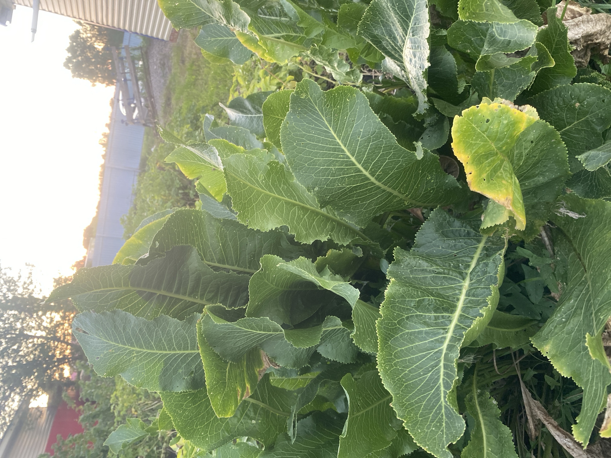 The image shows a close-up view of large, dark green, crinkled leaves with serrated edges, likely horseradish plants. The leaves are damp, suggesting recent rain or dew. Some leaves show signs of yellowing or browning, with small holes. The background is blurred, with hints of a red building on the left, a blue fence, and trees. The sunlight suggests it is either early morning or late afternoon. The scene appears to be an outdoor garden or yard. The provided location is Tolbazy, Russia.