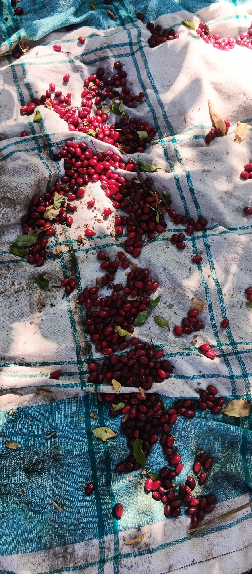 The image depicts a collection of red berries, possibly dogwood, spread across a blue and white checkered cloth laid on the ground. The cloth appears to be outdoors, with dappled sunlight and shadows indicating it's daytime. Scattered among the berries are a few dried leaves and twigs. The scene is devoid of any human presence or activity. The location is specified as Smila, Ukraine, though no specific landmarks or urban features are visible to confirm this from the image alone. The berries are predominantly a deep red, with some appearing slightly lighter or darker due to lighting variations. They are unevenly distributed, with some clusters and individual berries scattered across the fabric. The overall impression is of freshly harvested fruit or berries left out to dry or sort.