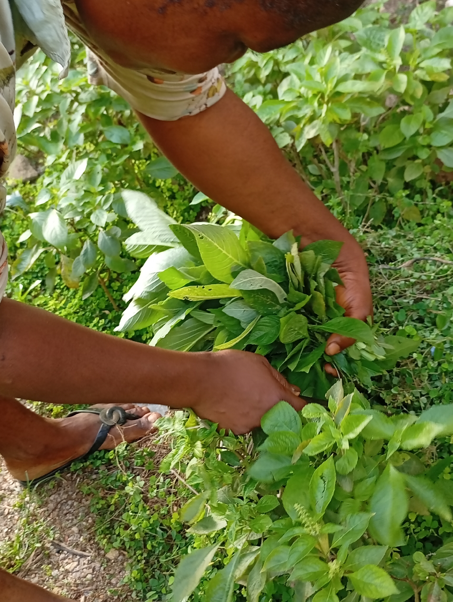 The media file shows a close-up view of a person's hands harvesting fresh green leafy vegetables. The person is wearing a light-colored shirt with a patterned trim around the neckline and a dark-colored sandal on their left foot. The hands are actively gathering a large bunch of vibrant green leaves, suggesting a fresh harvest.
The scene is outdoors, with a background of lush green foliage, indicating a garden or a natural growing environment. The lighting suggests it is daytime, possibly morning or afternoon, with natural sunlight illuminating the scene. The ground is a mix of soil and small green plants.
The focus is on the act of harvesting, with the hands and the gathered vegetables being the primary subjects. There are no visible text elements in the image. The overall impression is one of natural abundance and the activity of gathering fresh produce. The image provides a simple yet clear depiction of manual harvesting.