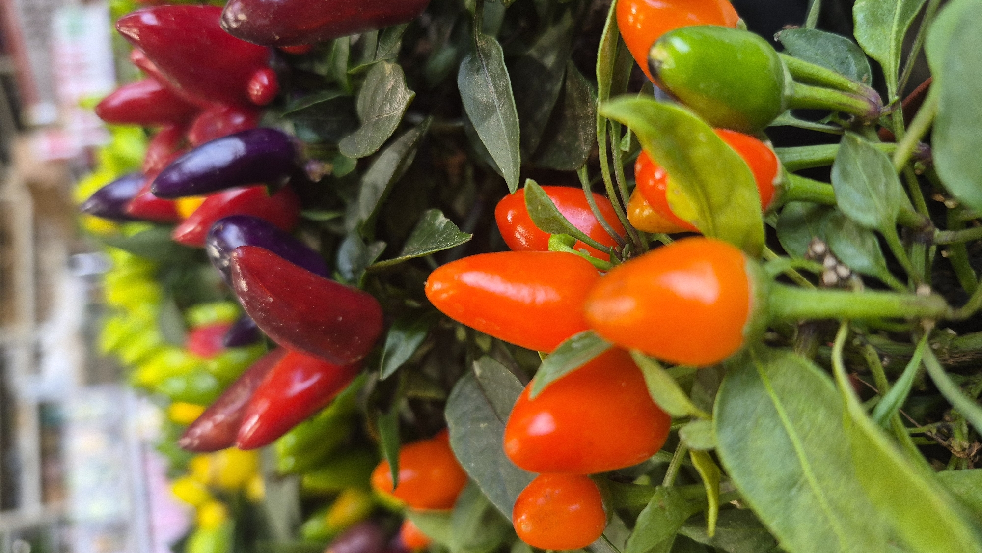 The image shows a close-up, vertically oriented shot of a plant with numerous small, colorful chili peppers. The peppers are predominantly red and orange, with some purple and green varieties also visible. They are clustered together on a green, leafy plant. The background is blurred, suggesting an indoor setting such as a grocery store or garden center. There are no people or specific landmarks visible that would indicate a location in Jēkabpils, Latvia.