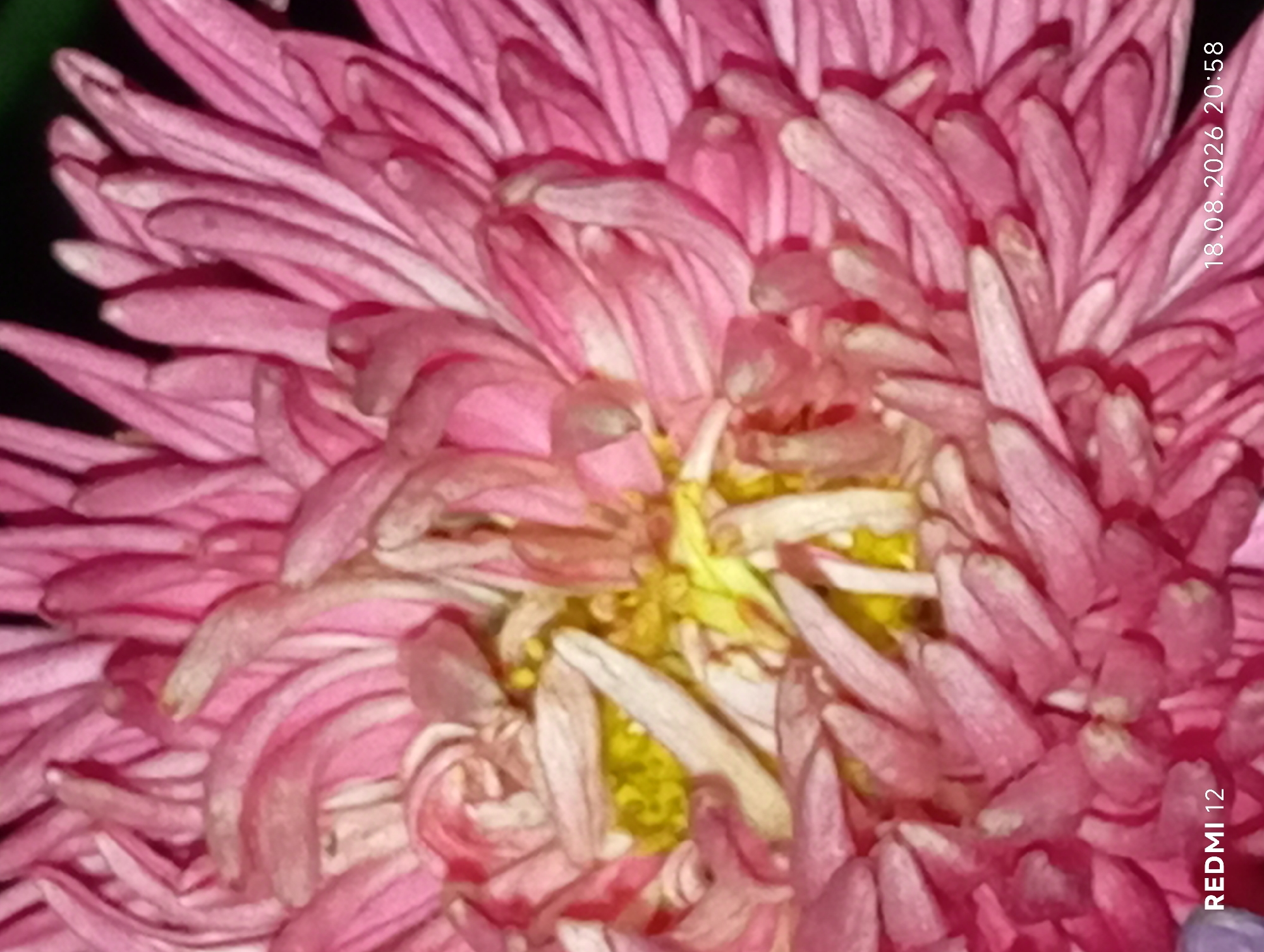 A close-up, low-angle shot shows the intricate details of a vibrant pink aster flower. The petals are tightly packed, with some unfurling to reveal the yellow center. The lighting is somewhat dim, creating soft shadows that highlight the texture of the petals. The bottom left corner of the image displays the text "REDMI 12" in white lettering, indicating the device used to capture the photograph. In the bottom right corner, the date "18.08.2026" and time "20:58" are visible in white lettering. The photograph was taken in the city of Smila, Ukraine.