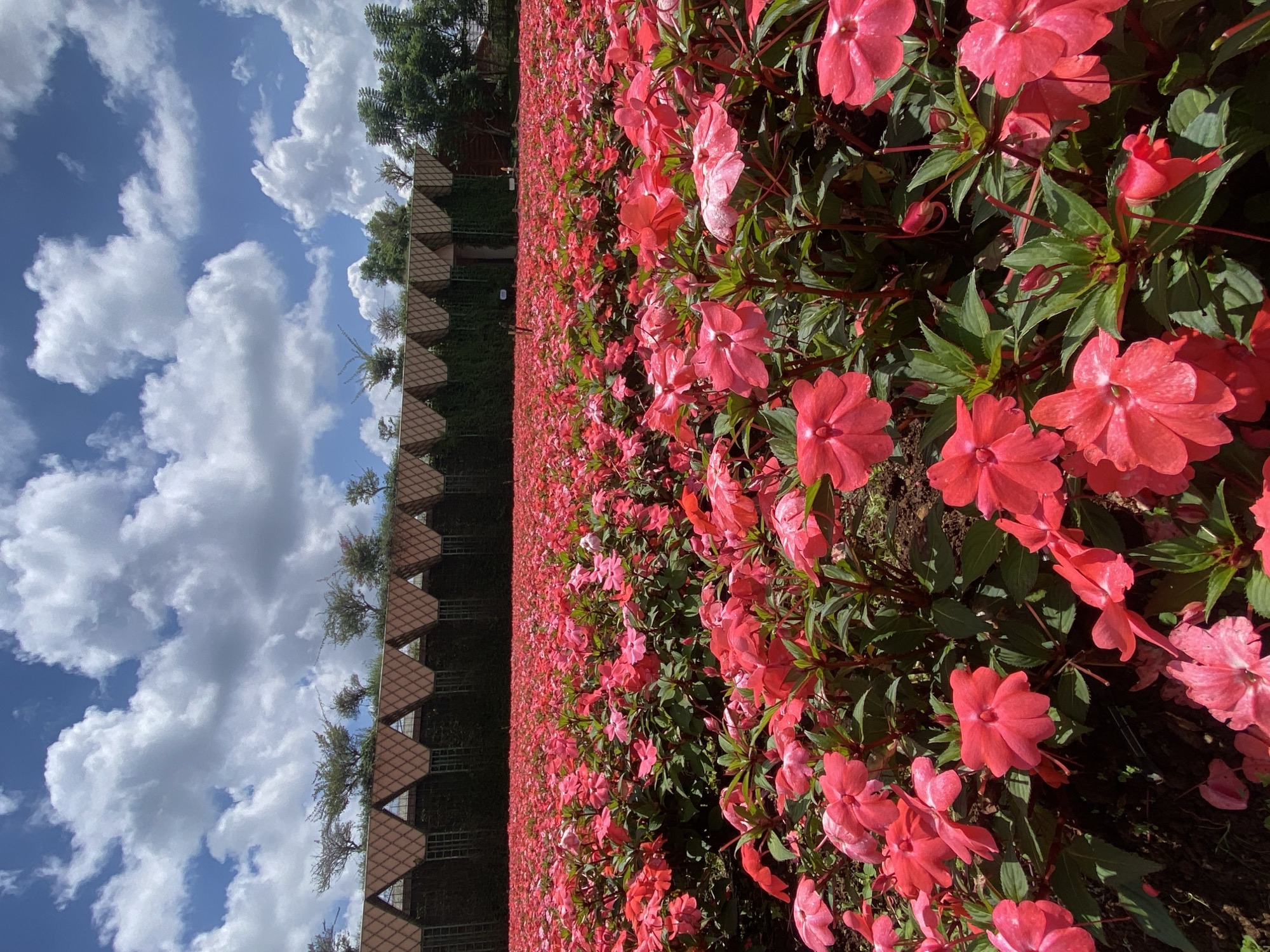 A low-angle, full shot depicts an expansive field of vibrant pink impatiens flowers stretching towards a distinctive architectural structure in the background, located in Cam Ly, Đà Lạt, Vietnam. The sky above is a bright blue, adorned with fluffy white cumulus clouds. The architectural structure features a repeating pattern of triangular, terracotta-colored roof segments supported by dark pillars, forming a visually striking facade. Green foliage and scattered trees are visible behind this structure, further up the gentle slope. The foreground is dominated by the densely packed impatiens, their bright pink petals creating a sea of color. The flowers are in full bloom, with some buds also visible, showcasing lush green leaves and slender stems. The lighting suggests a bright, sunny day, casting subtle shadows on the petals and the ground. No people are visible in the scene.