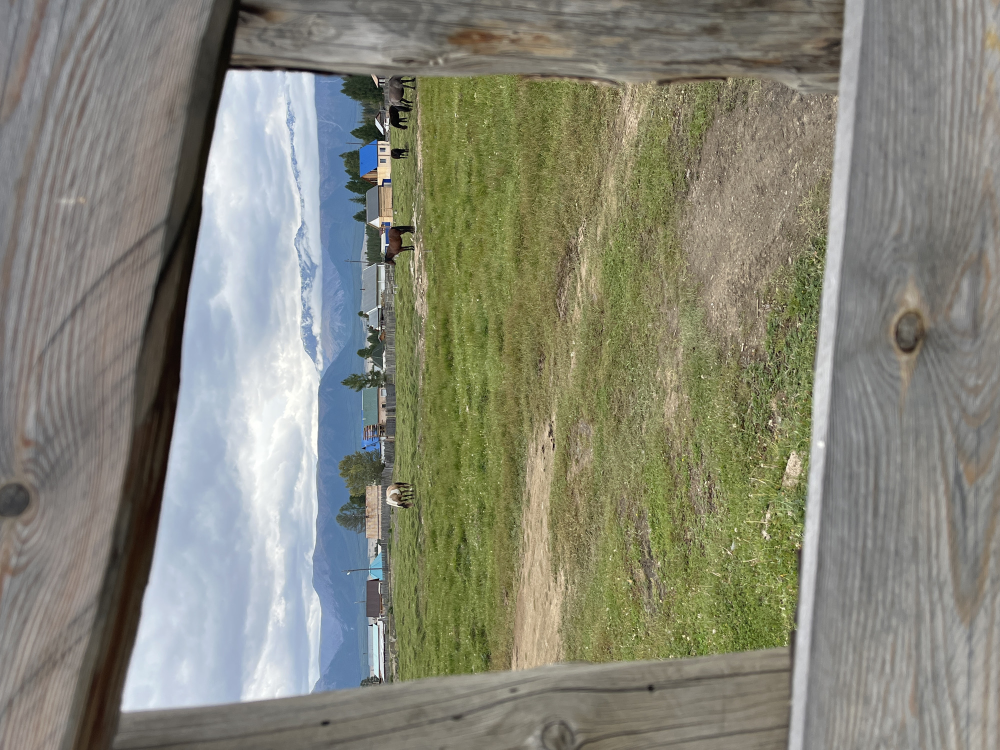 Framed by weathered wooden planks, the image presents a pastoral scene in Kurai, Russia. A green field stretches across the middle ground, dotted with a few sparse white flowers and traversed by a dirt path. Several horses graze peacefully in the field: one with a distinctive brown and white coat stands slightly to the left of center, while a solid brown horse is positioned to its right. Further back, two darker horses, one appearing black and the other dark grey, are visible grazing. Beyond the field, a village is nestled at the base of rolling mountains. The village consists of a collection of houses with various roof colors, including a striking bright blue roof on one structure. The distant mountains are shrouded in a light mist, with snow-capped peaks visible against a cloudy sky. The overall atmosphere is serene and rural.